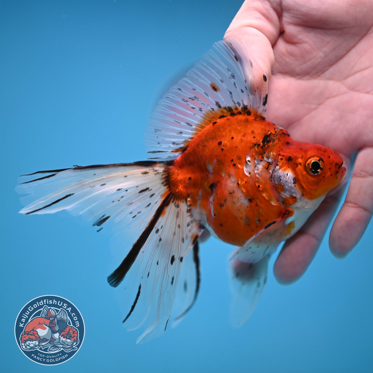 Veil Tail Ryukin 3.2 inch Body (251212_RY05)