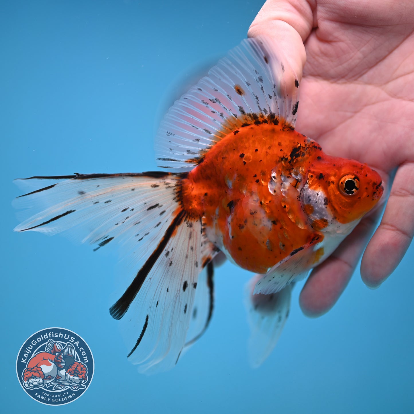 Veil Tail Ryukin 3.2 inch Body (251212_RY05)