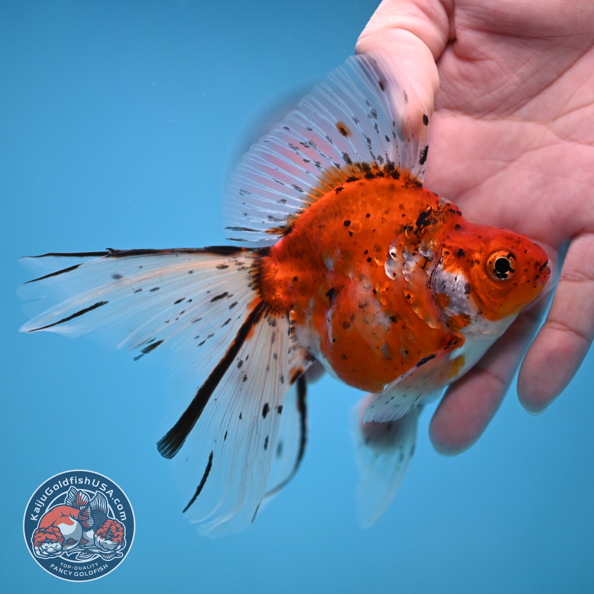 Veil Tail Ryukin 3.2 inch Body (251212_RY05)