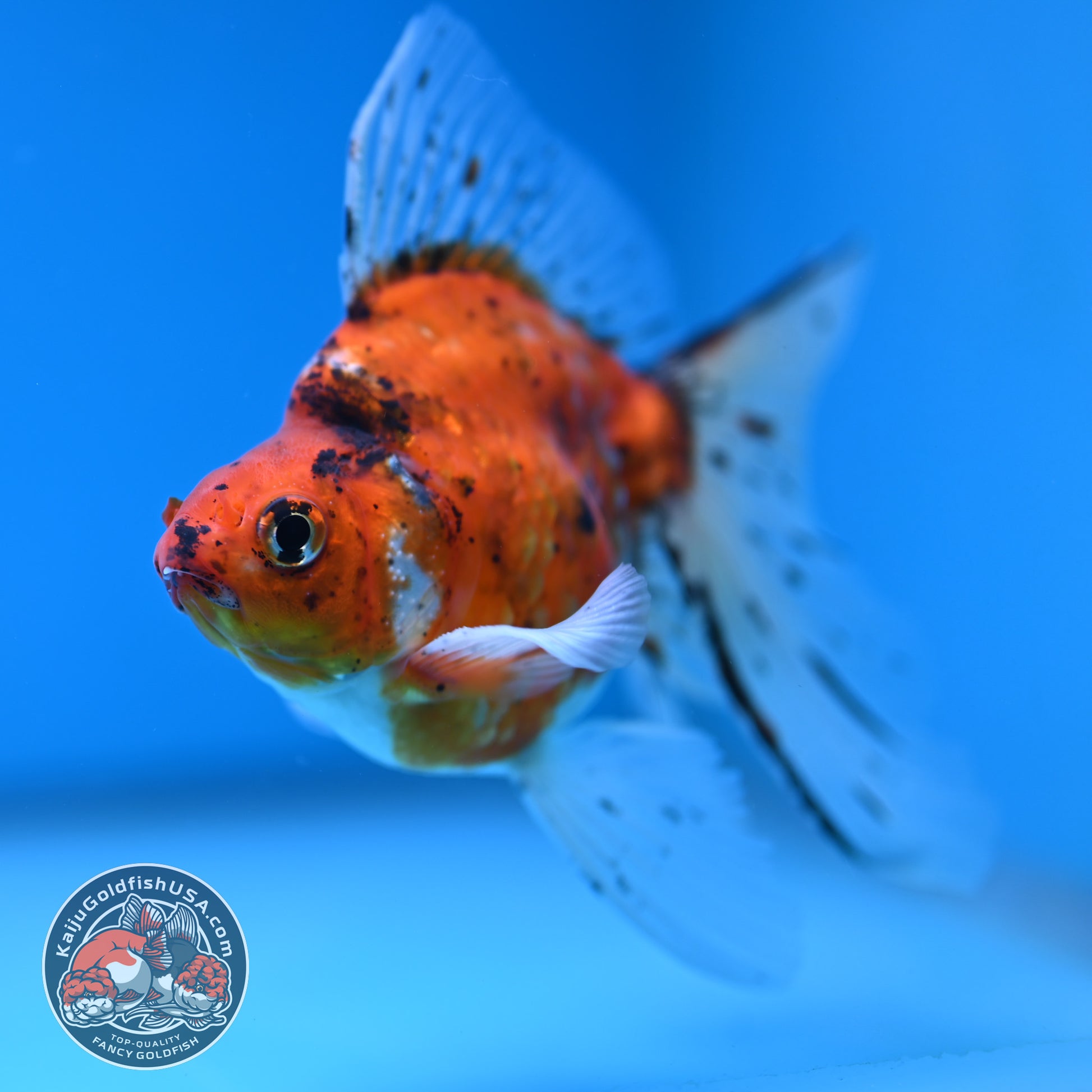 Veil Tail Ryukin 3.2 inch Body (251212_RY05)