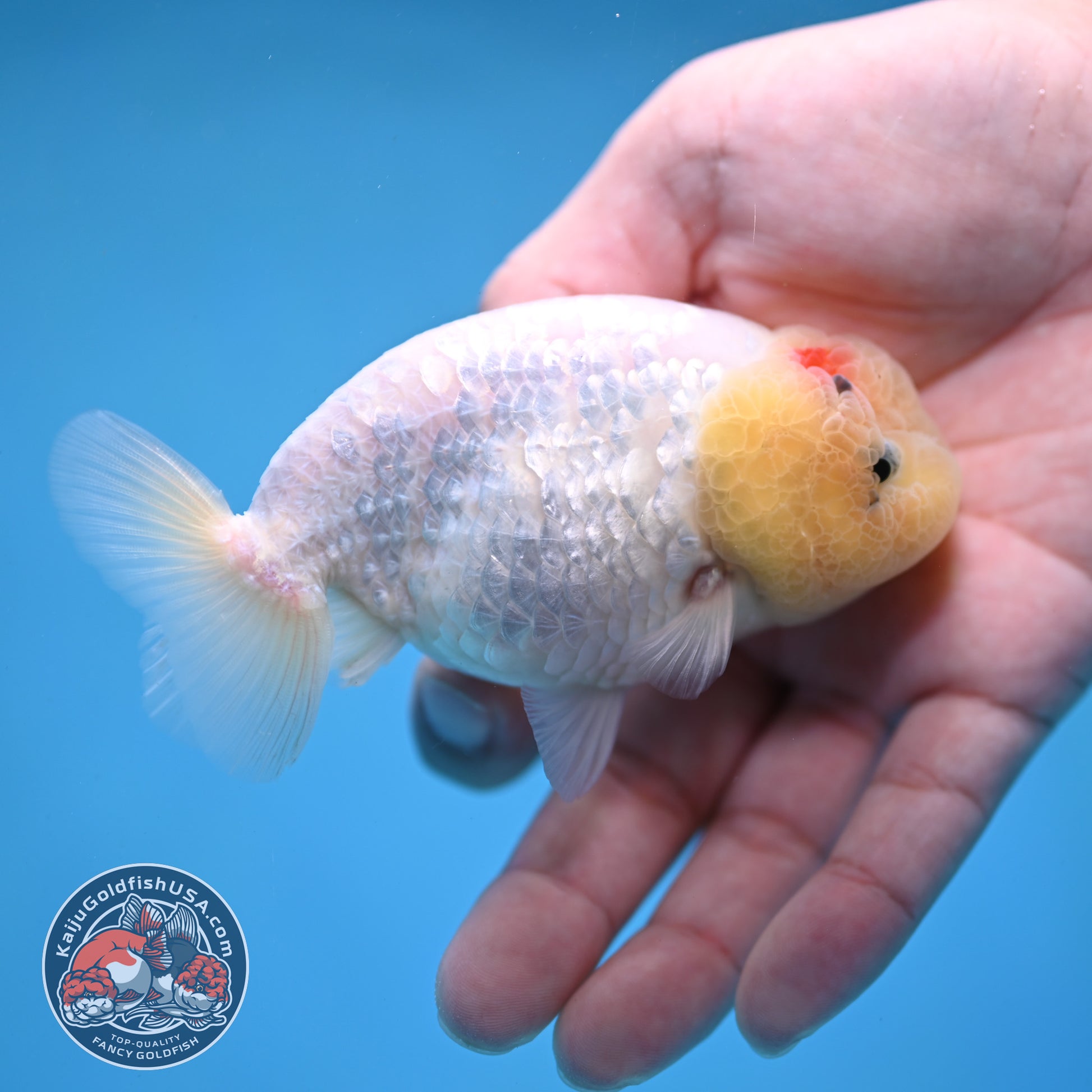 White Ranchu Ranchu 3.5 inch Body (260213_RC01)