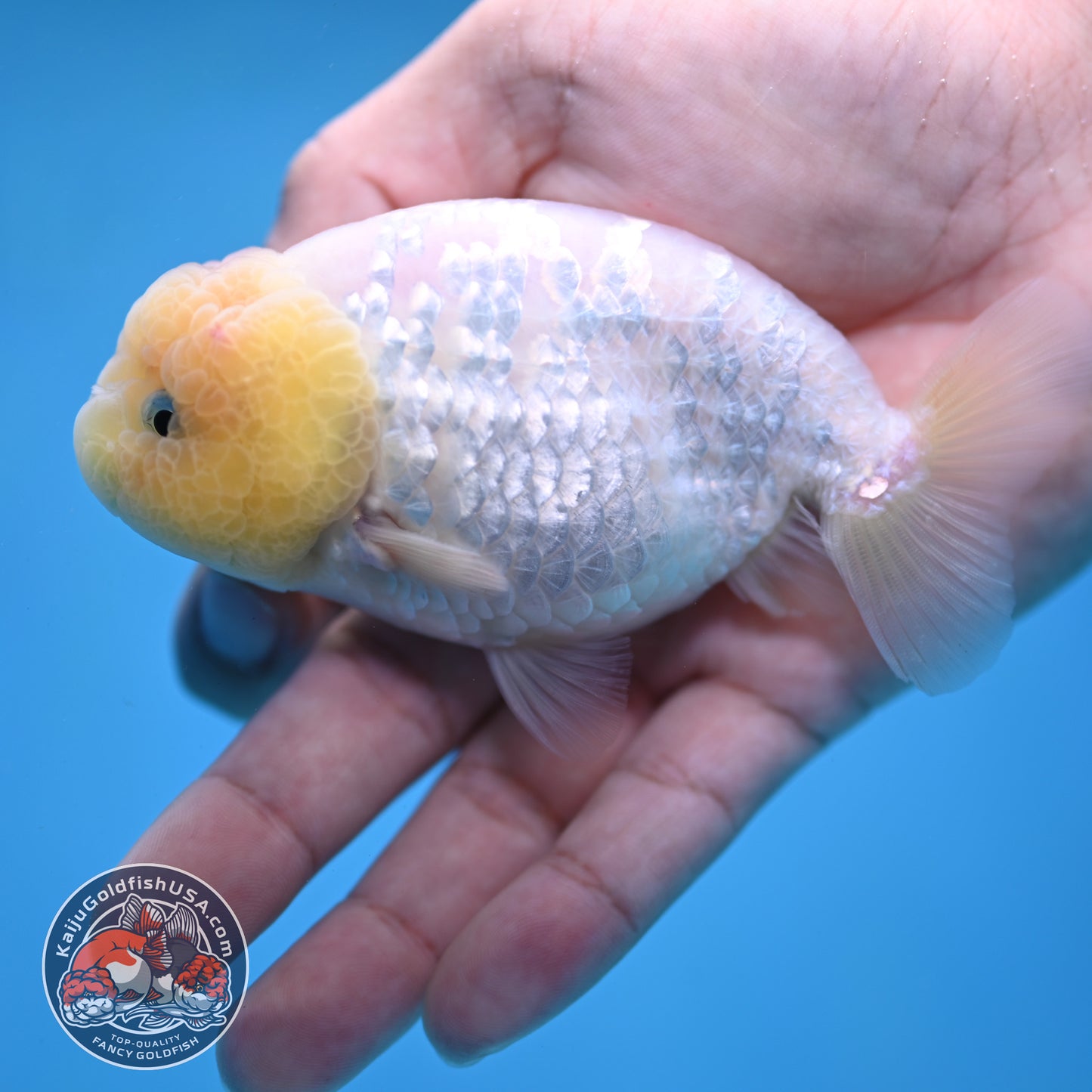 White Ranchu Ranchu 3.5 inch Body (260213_RC01)