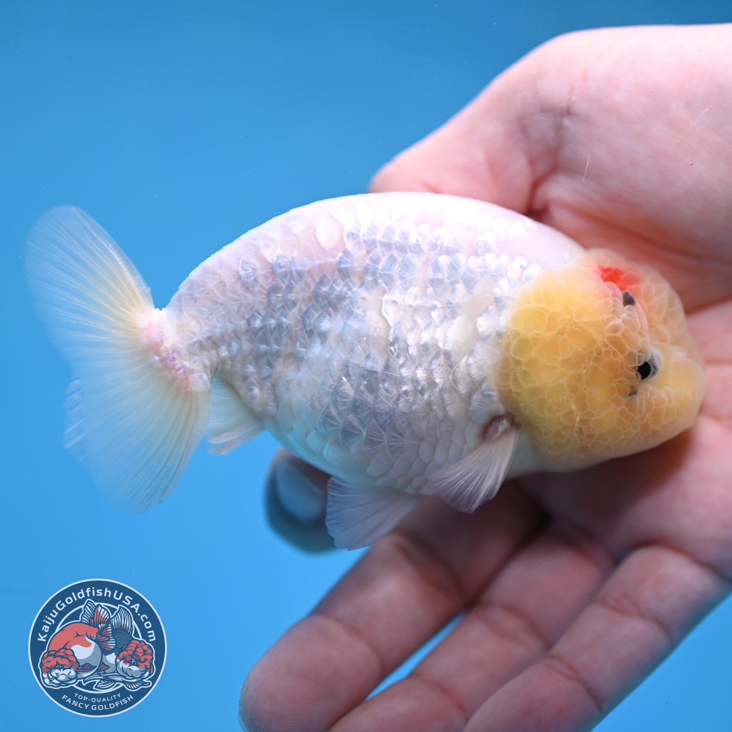 White Ranchu Ranchu 3.5 inch Body (260213_RC01)
