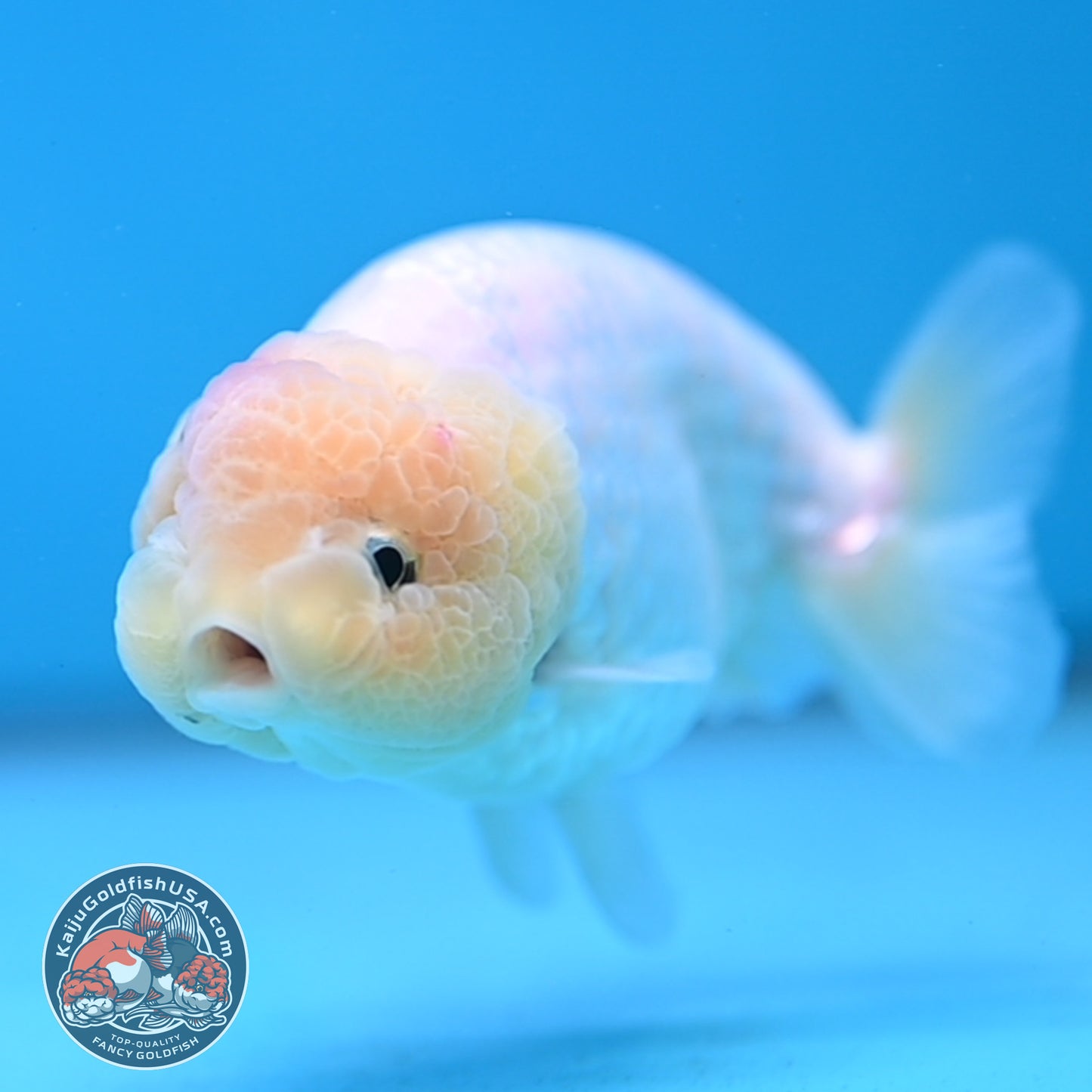 White Ranchu Ranchu 3.5 inch Body (260213_RC01)