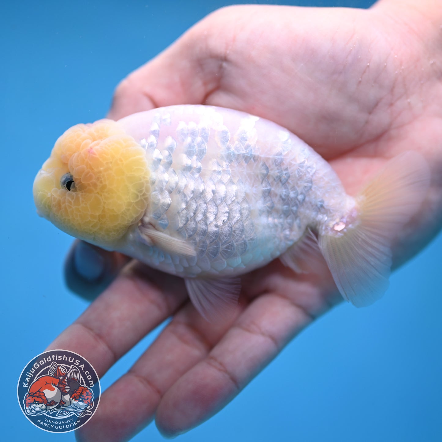 White Ranchu Ranchu 3.5 inch Body (260213_RC01)