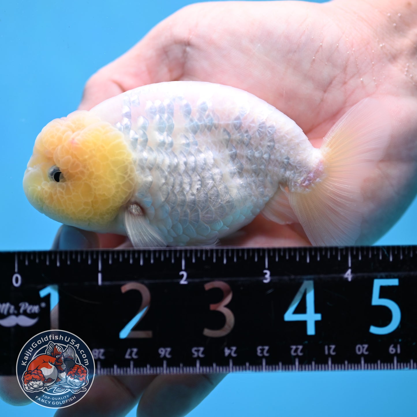 White Ranchu Ranchu 3.5 inch Body (260213_RC01)