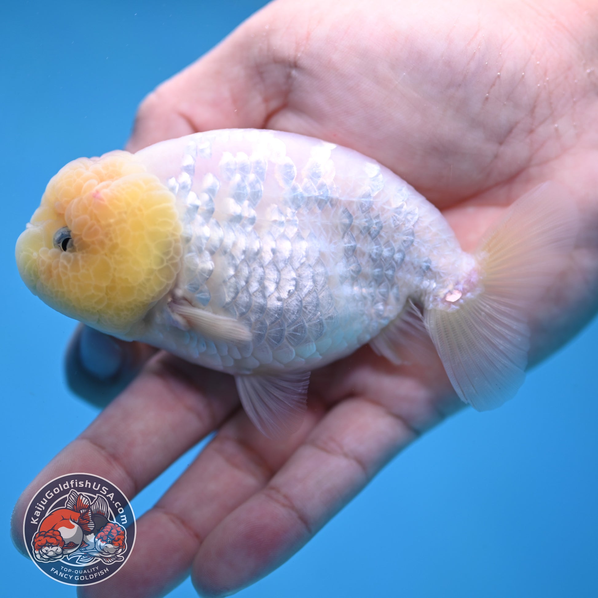 White Ranchu Ranchu 3.5 inch Body (260213_RC01)
