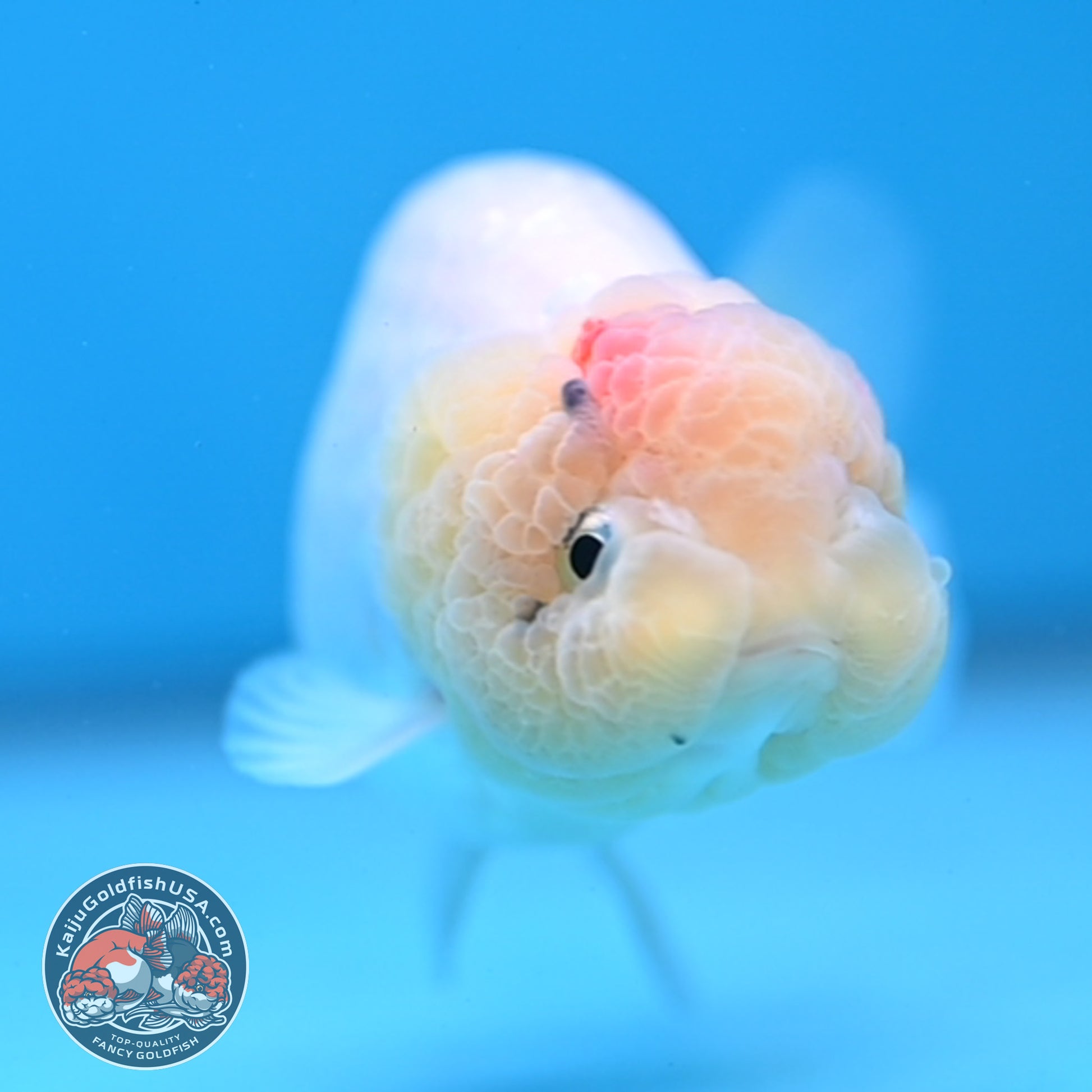 White Ranchu Ranchu 3.5 inch Body (260213_RC01)