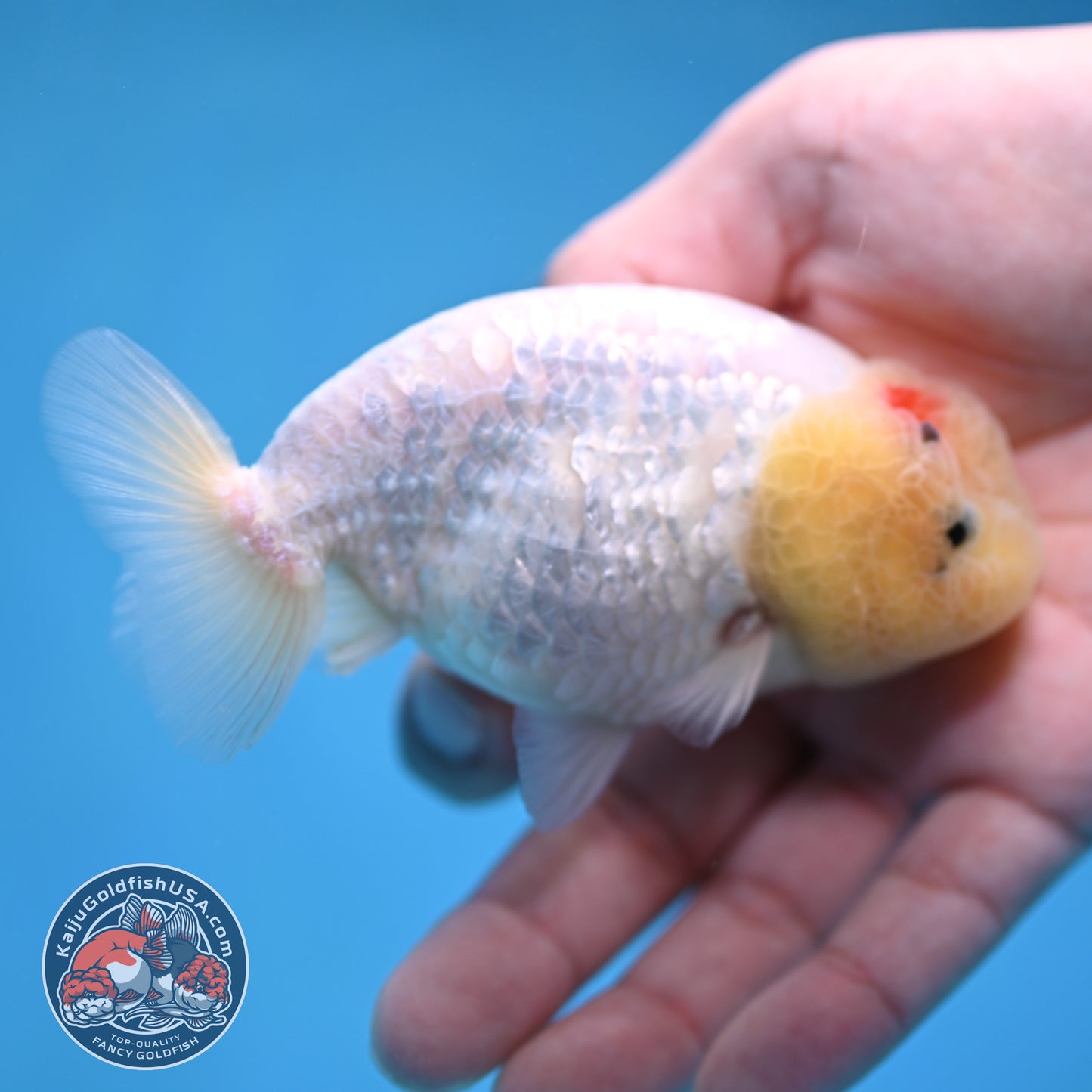 White Ranchu Ranchu 3.5 inch Body (260213_RC01)