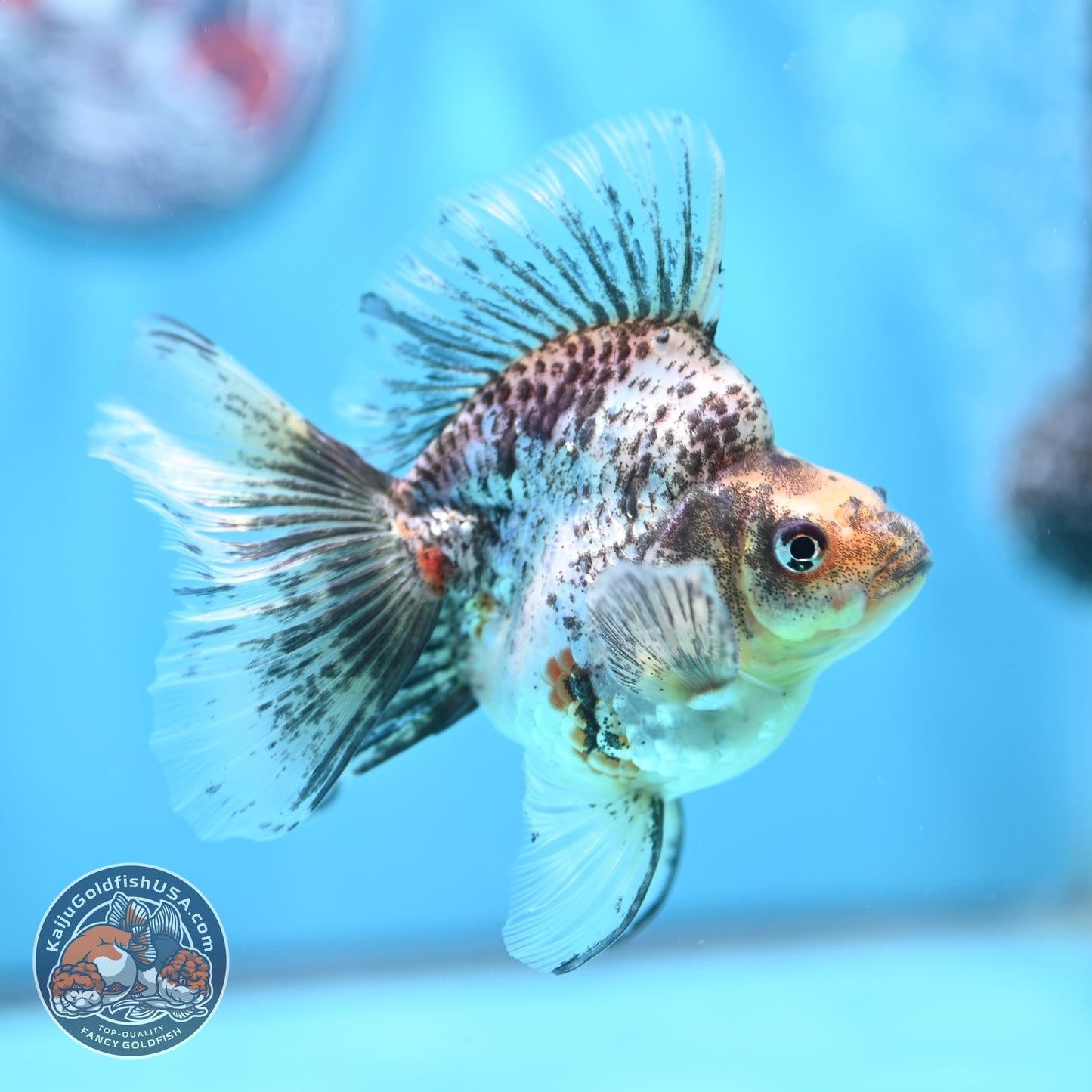 White Tiger Broad Tail Ryukin 3 inch Body (260605_RY02)