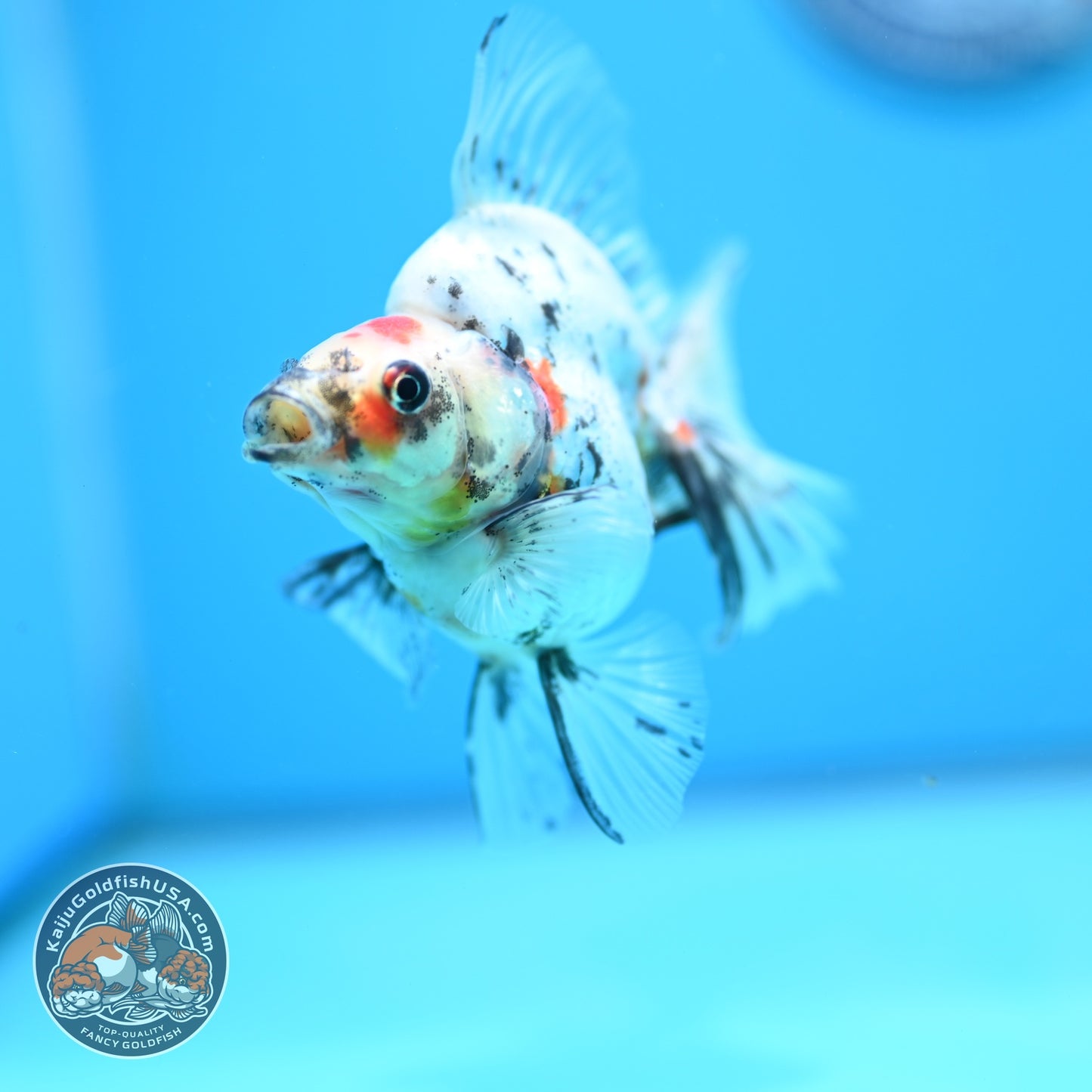 White Tiger Broad Tail Ryukin 3 inch Body (260605_RY07)
