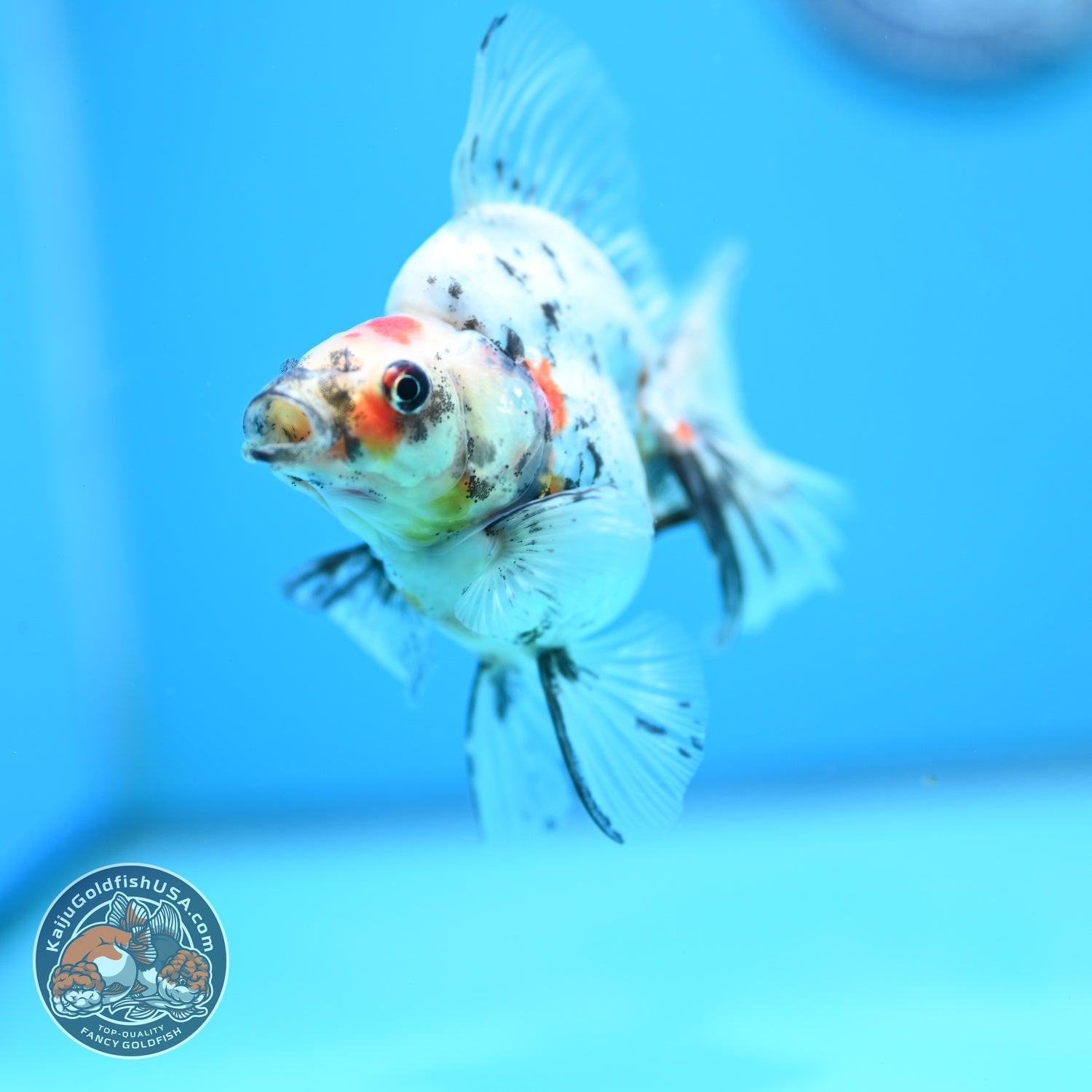 White Tiger Broad Tail Ryukin 3 inch Body (260605_RY07)