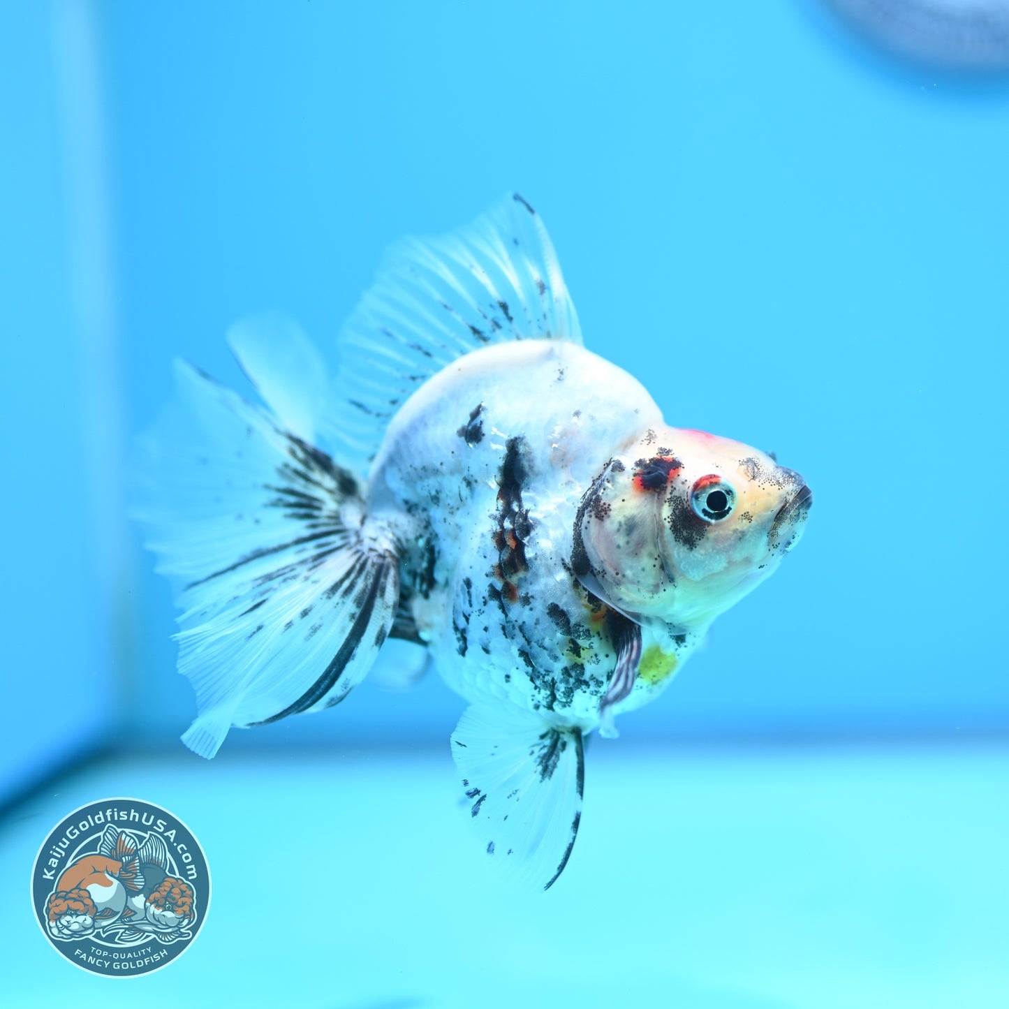 White Tiger Broad Tail Ryukin 3 inch Body (260605_RY07)