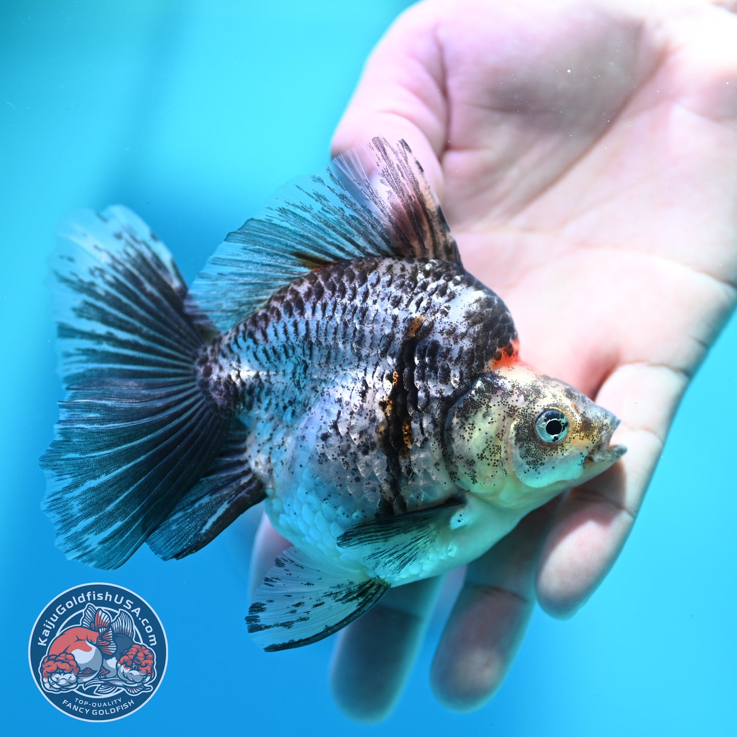 White Tiger Broad Tail Ryukin 3.5 inch Body (260515_RY01)
