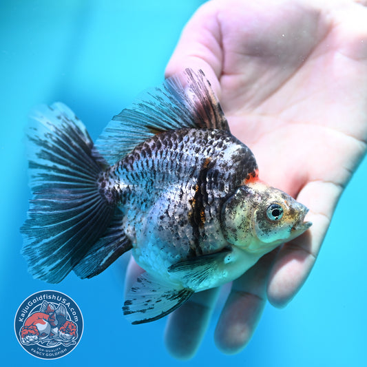 White Tiger Broad Tail Ryukin 3.5 inch Body (260515_RY01)