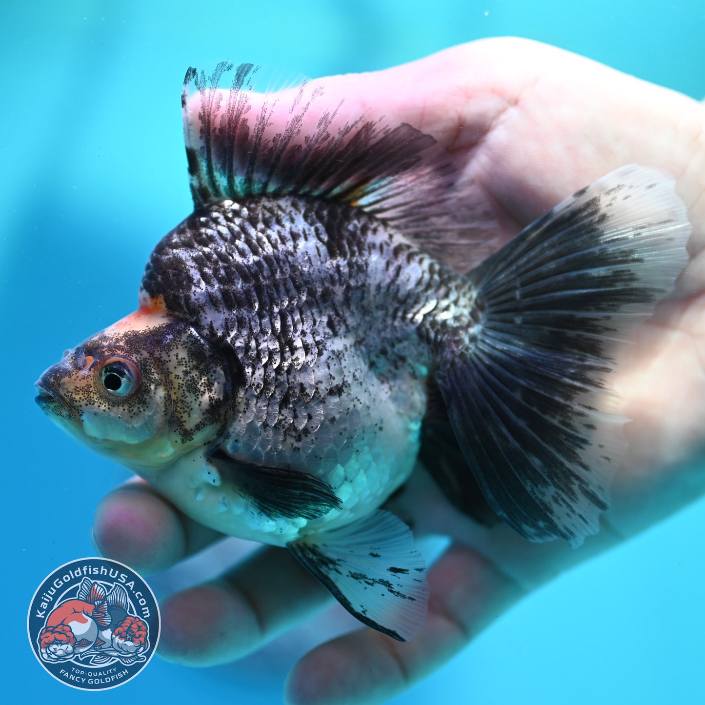 White Tiger Broad Tail Ryukin 3.5 inch Body (260515_RY01)