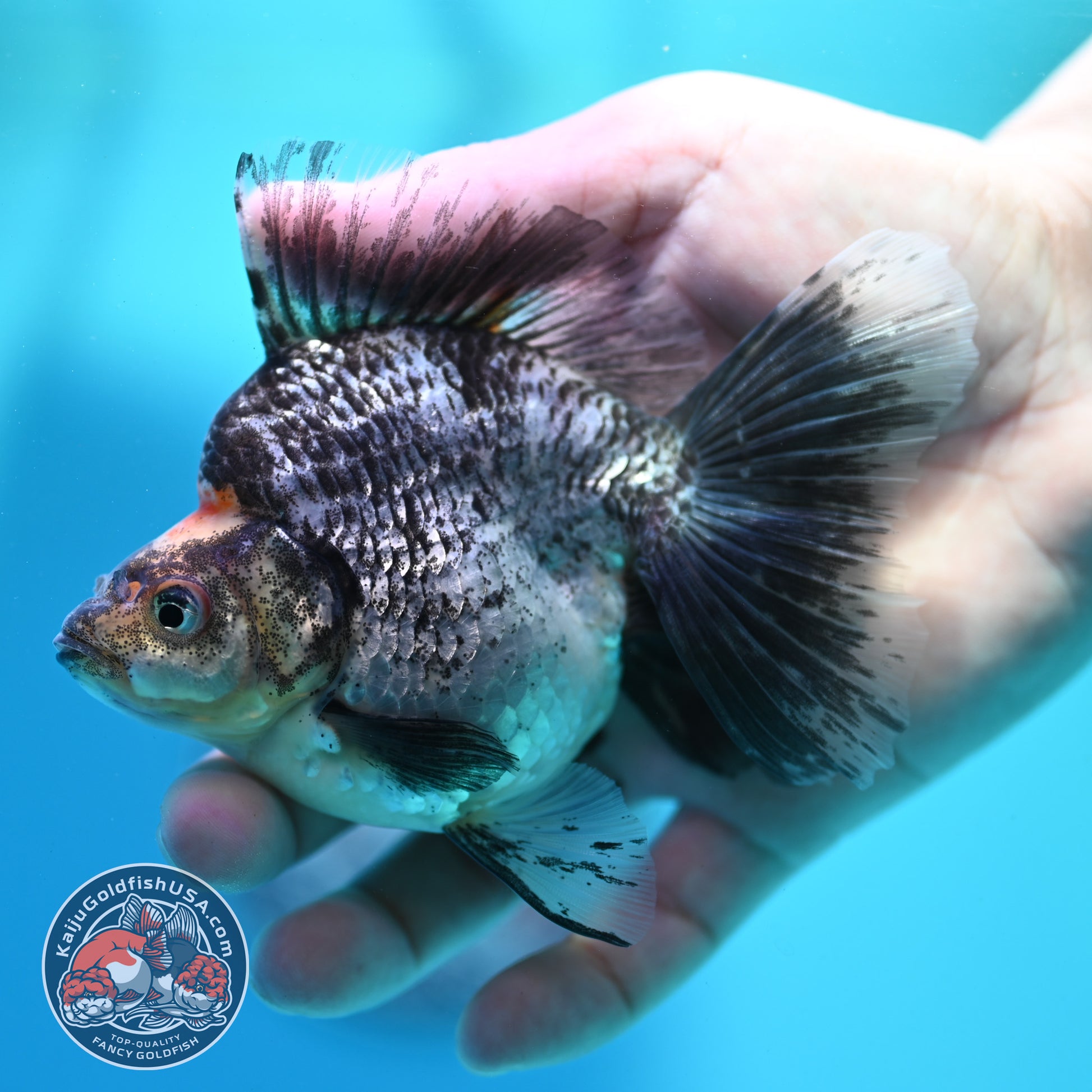 White Tiger Broad Tail Ryukin 3.5 inch Body (260515_RY01)