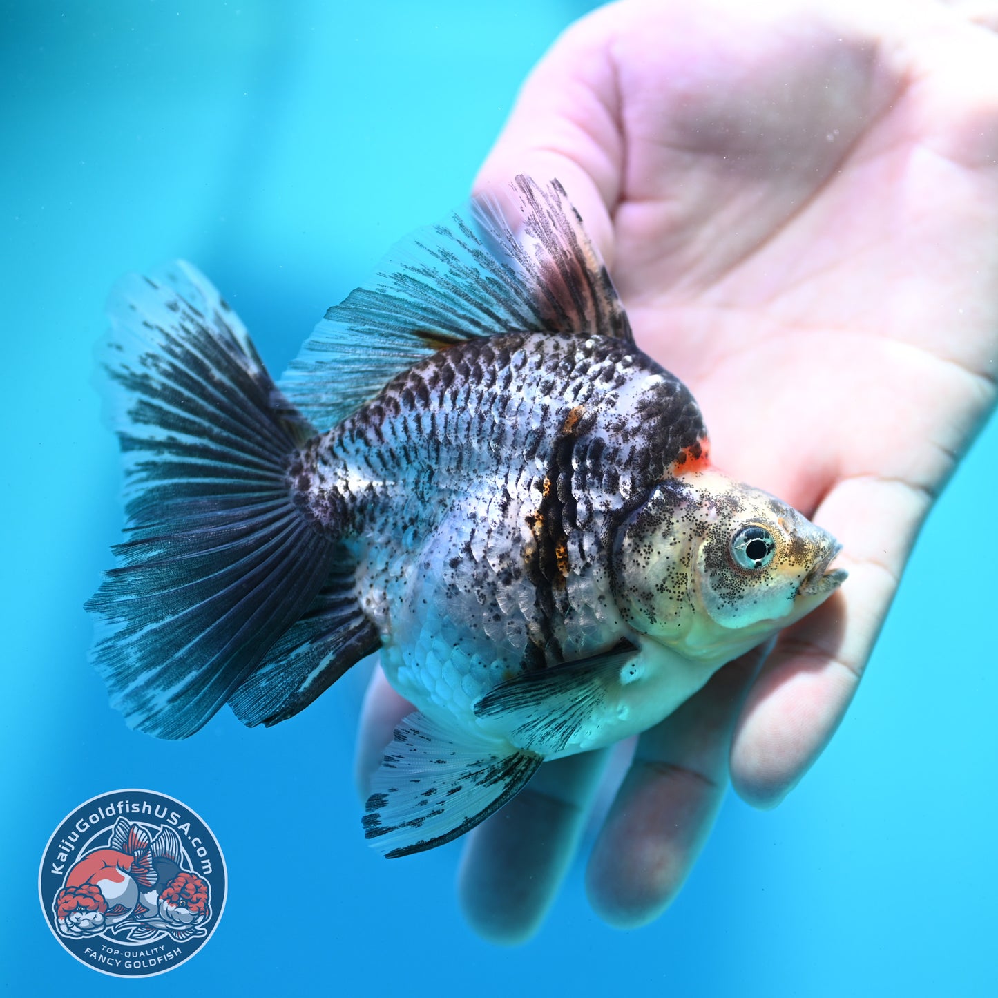 White Tiger Broad Tail Ryukin 3.5 inch Body (260515_RY01)