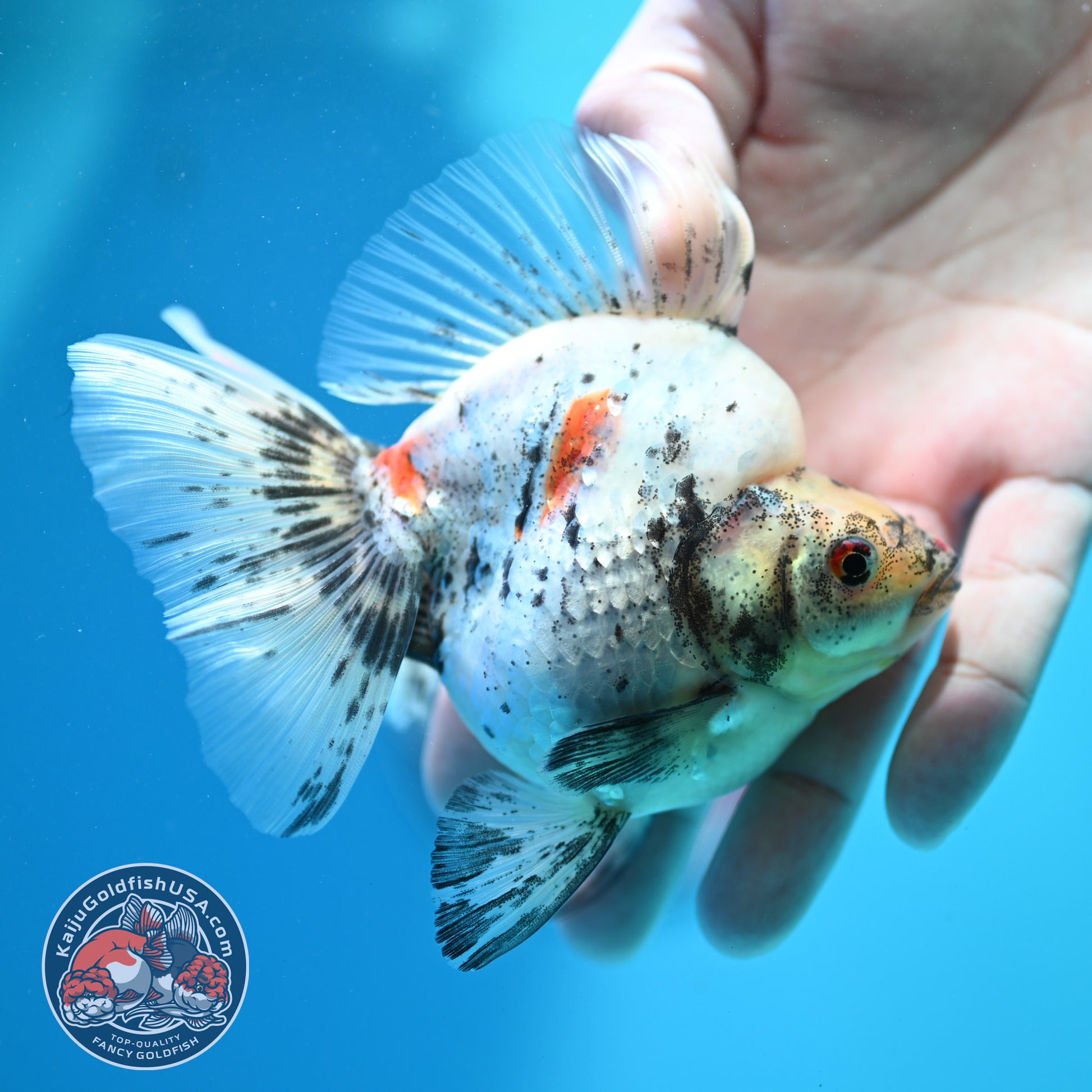 White Tiger Broad Tail Ryukin 3.5 inch Body (260515_RY10)
