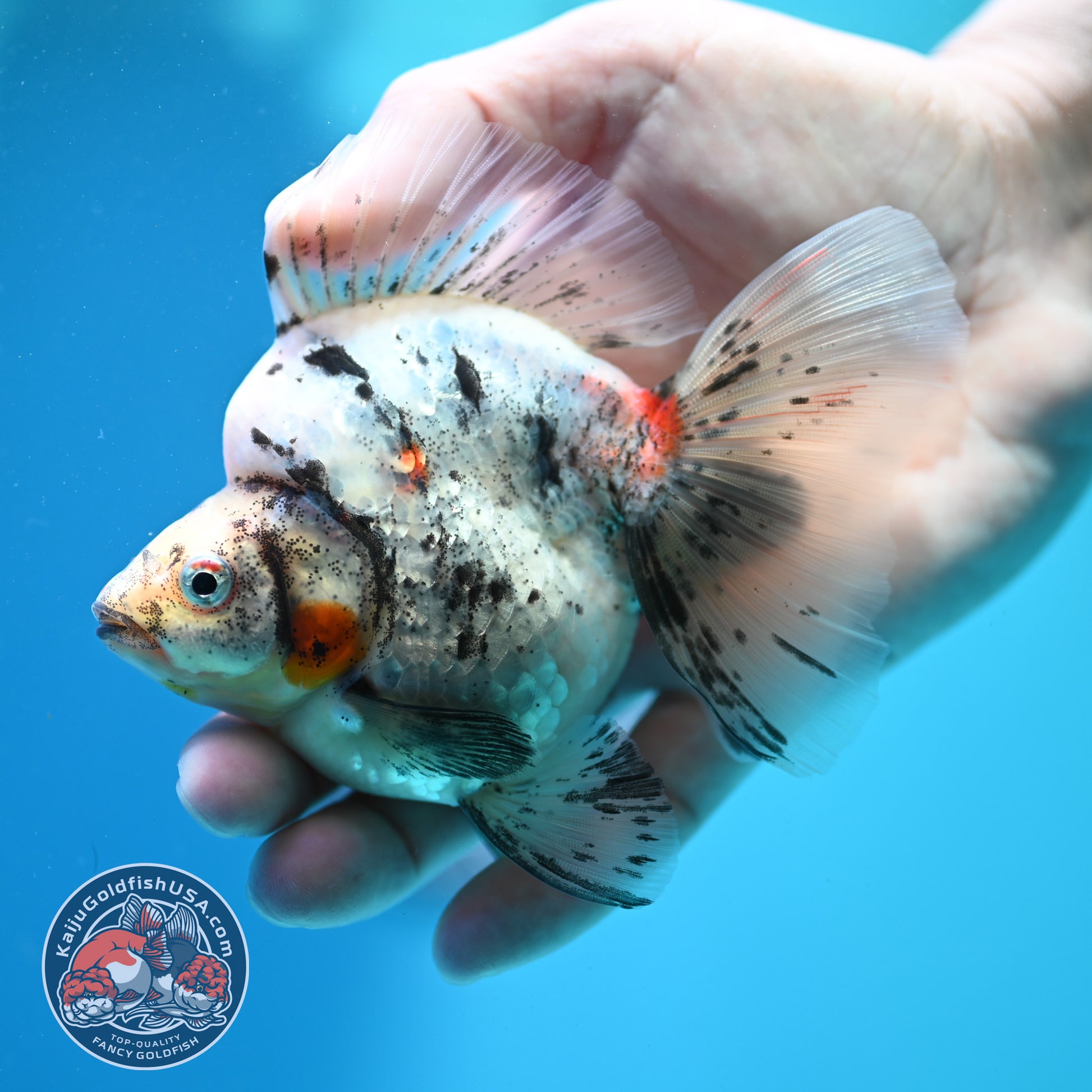 White Tiger Broad Tail Ryukin 3.5 inch Body (260515_RY10)