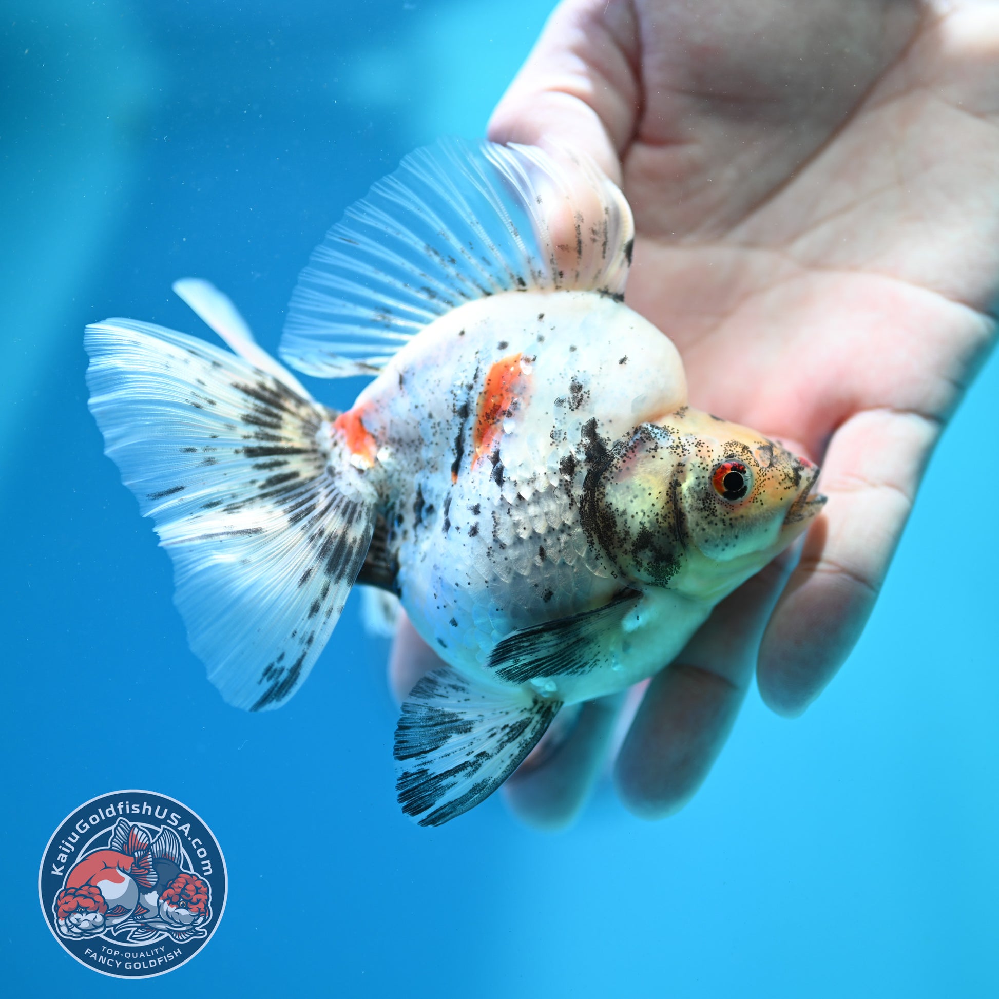 White Tiger Broad Tail Ryukin 3.5 inch Body (260515_RY10)
