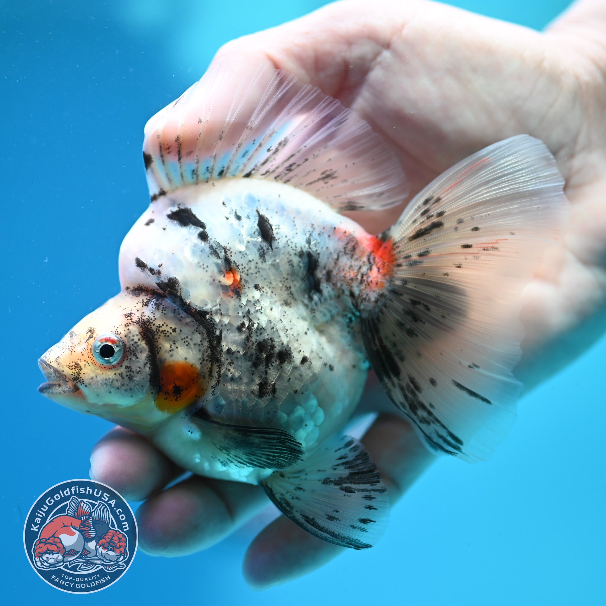 White Tiger Broad Tail Ryukin 3.5 inch Body (260515_RY10)