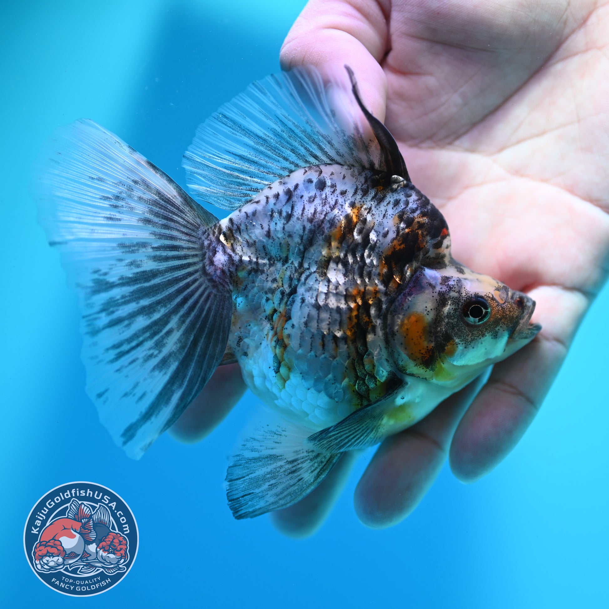 White Tiger Broad Tail Ryukin 3.5 inch Body (260515_RY13)