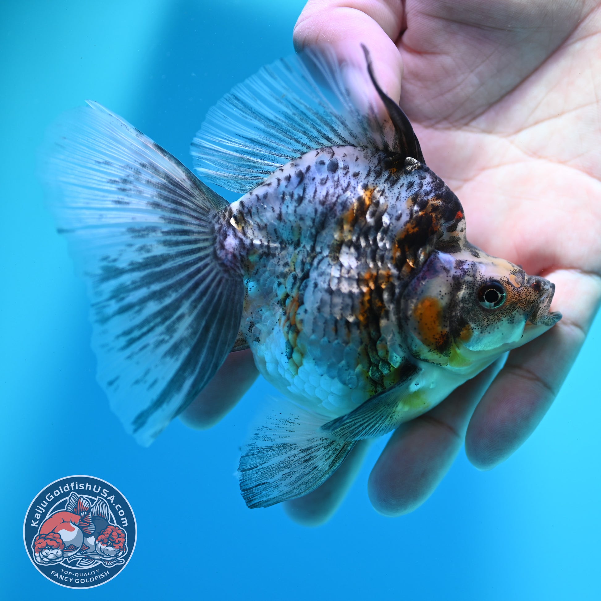 White Tiger Broad Tail Ryukin 3.5 inch Body (260515_RY13)