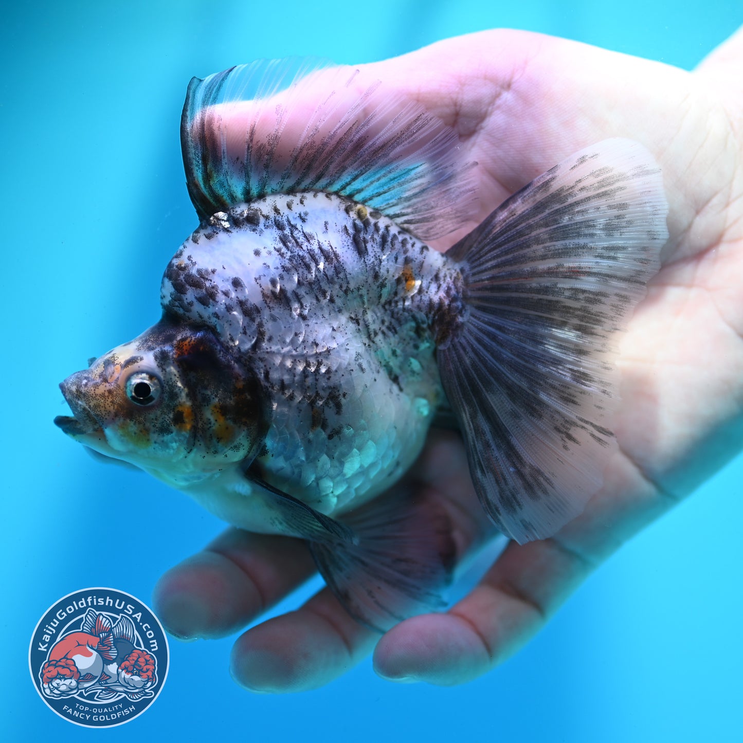 White Tiger Broad Tail Ryukin 3.5 inch Body (260515_RY13)