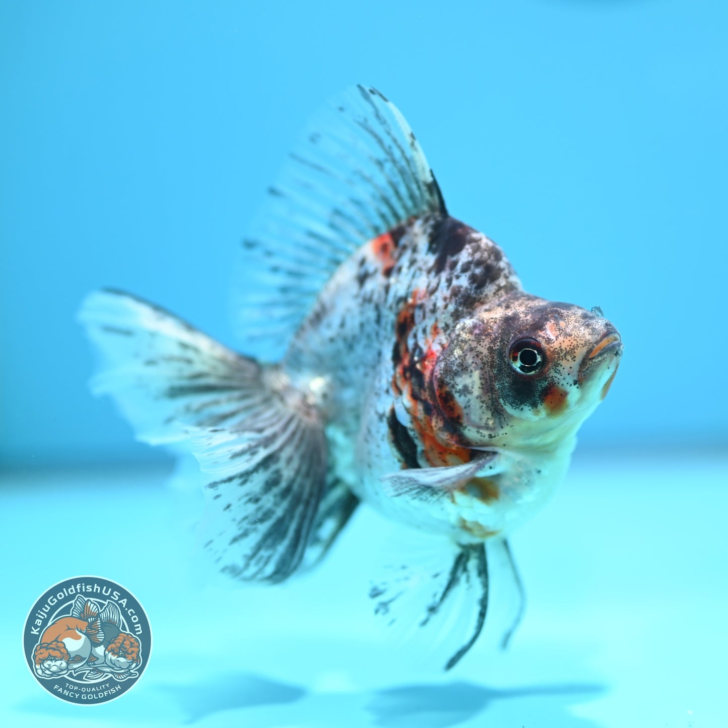 White Tiger Broad Tail Ryukin 3.5 inch Body (260605_RY06)