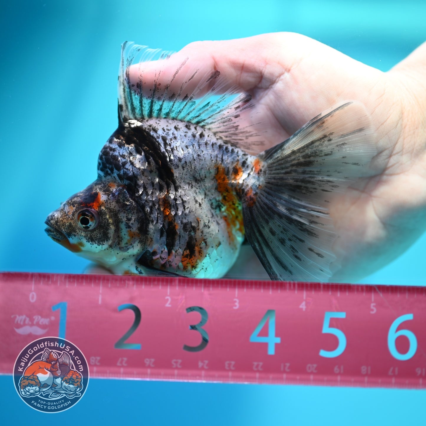 White Tiger Broad Tail Ryukin 3.5 inch Body (260605_RY06)