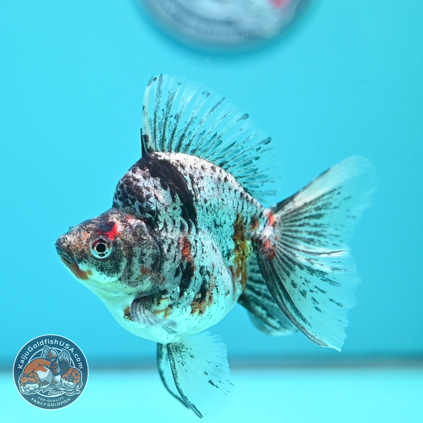 White Tiger Broad Tail Ryukin 3.5 inch Body (260605_RY06)