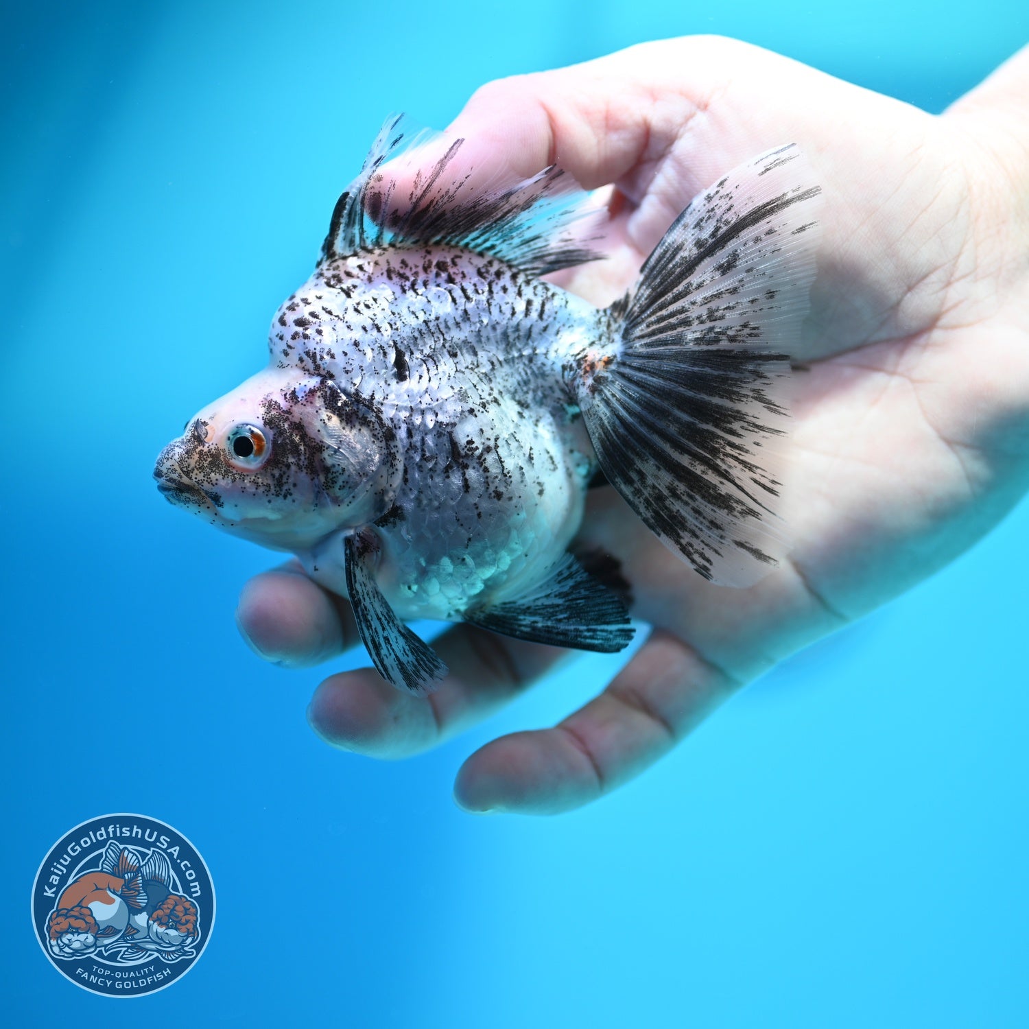 White Tiger Broad Tail Ryukin 3.5 inch Body (260605_RY08)