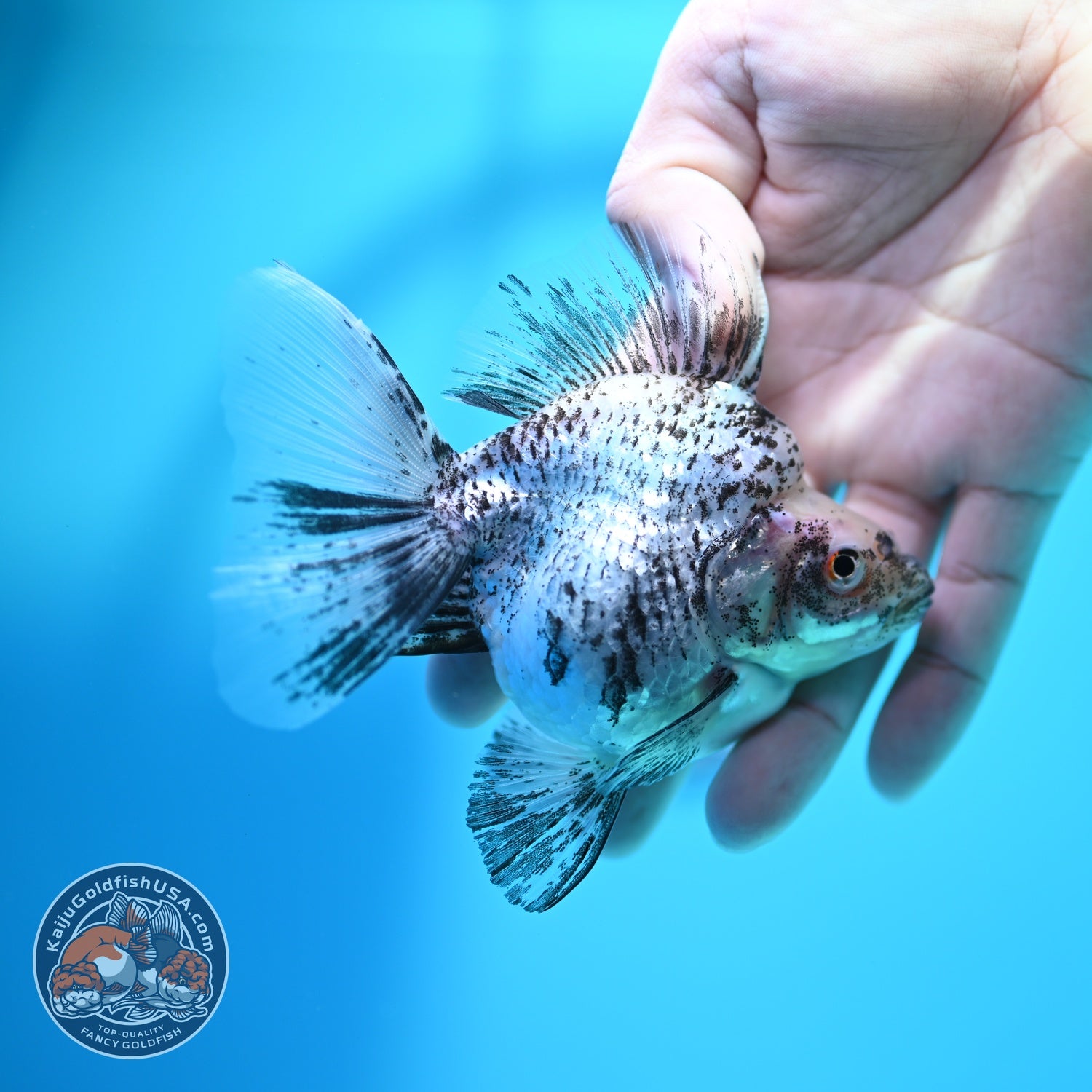 White Tiger Broad Tail Ryukin 3.5 inch Body (260605_RY08)