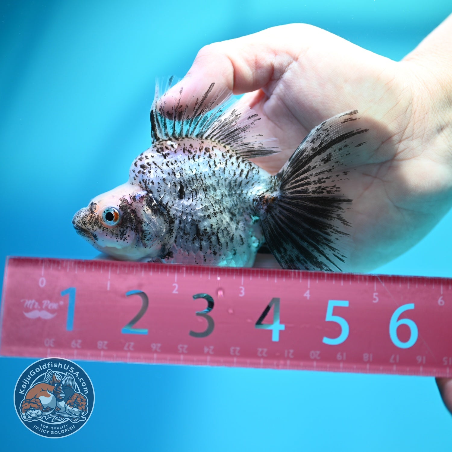 White Tiger Broad Tail Ryukin 3.5 inch Body (260605_RY08)