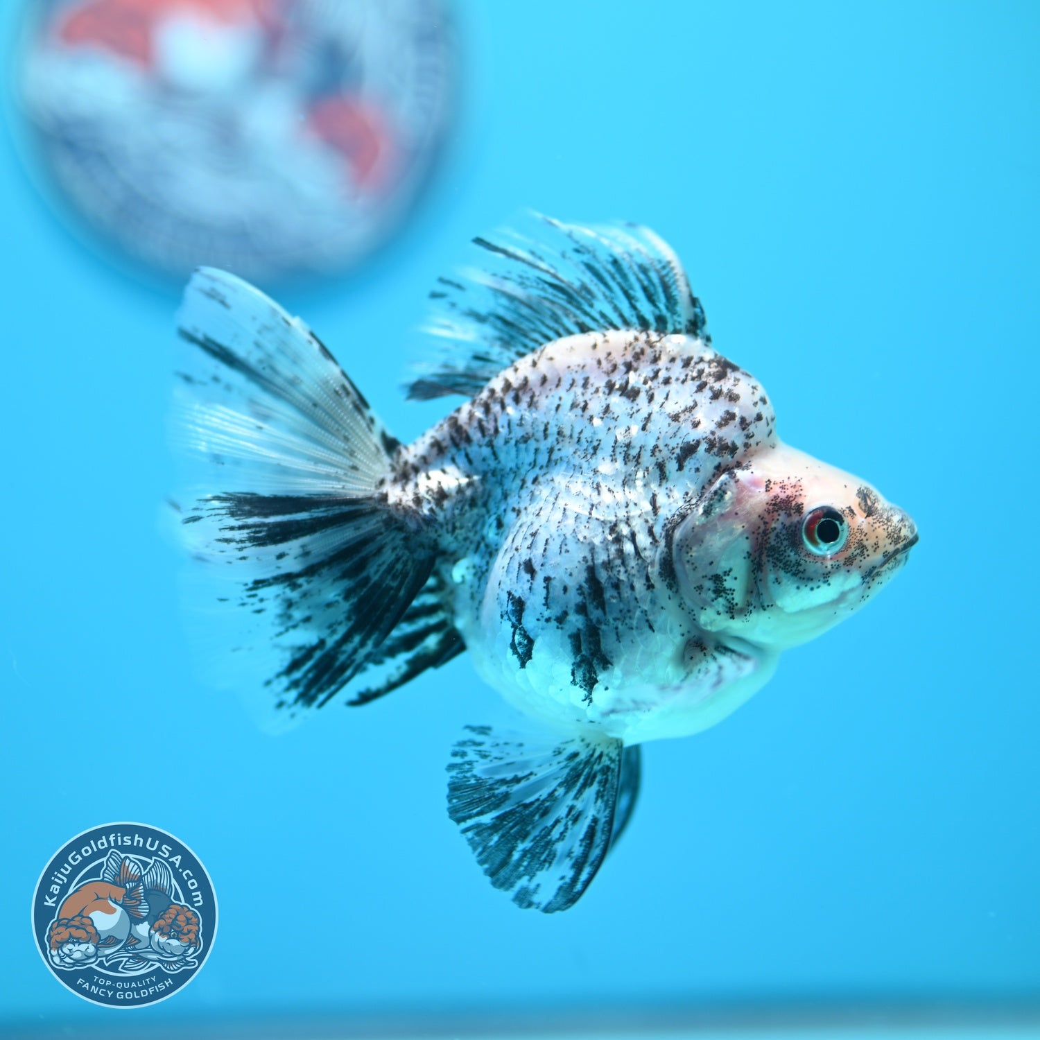 White Tiger Broad Tail Ryukin 3.5 inch Body (260605_RY08)