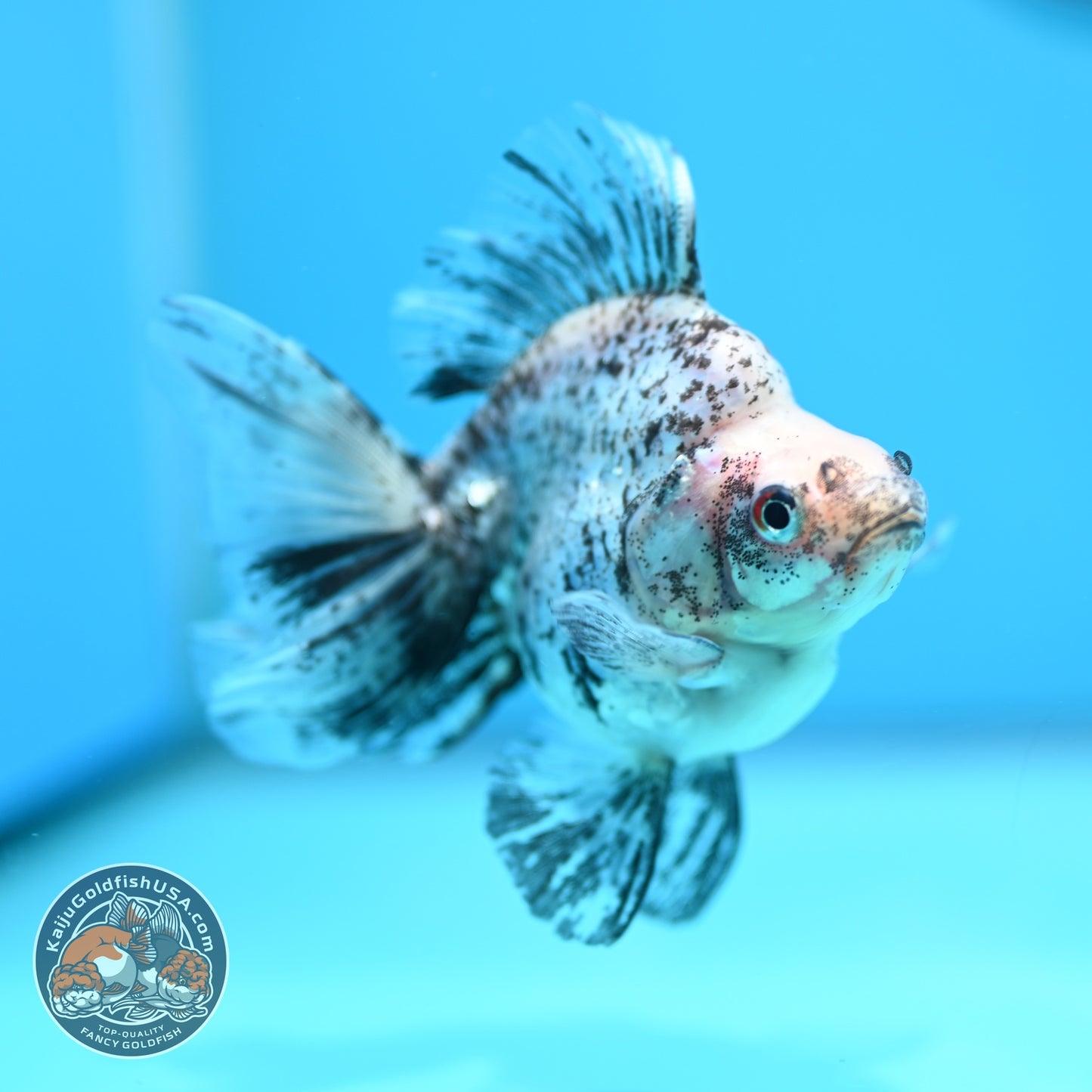 White Tiger Broad Tail Ryukin 3.5 inch Body (260605_RY08)