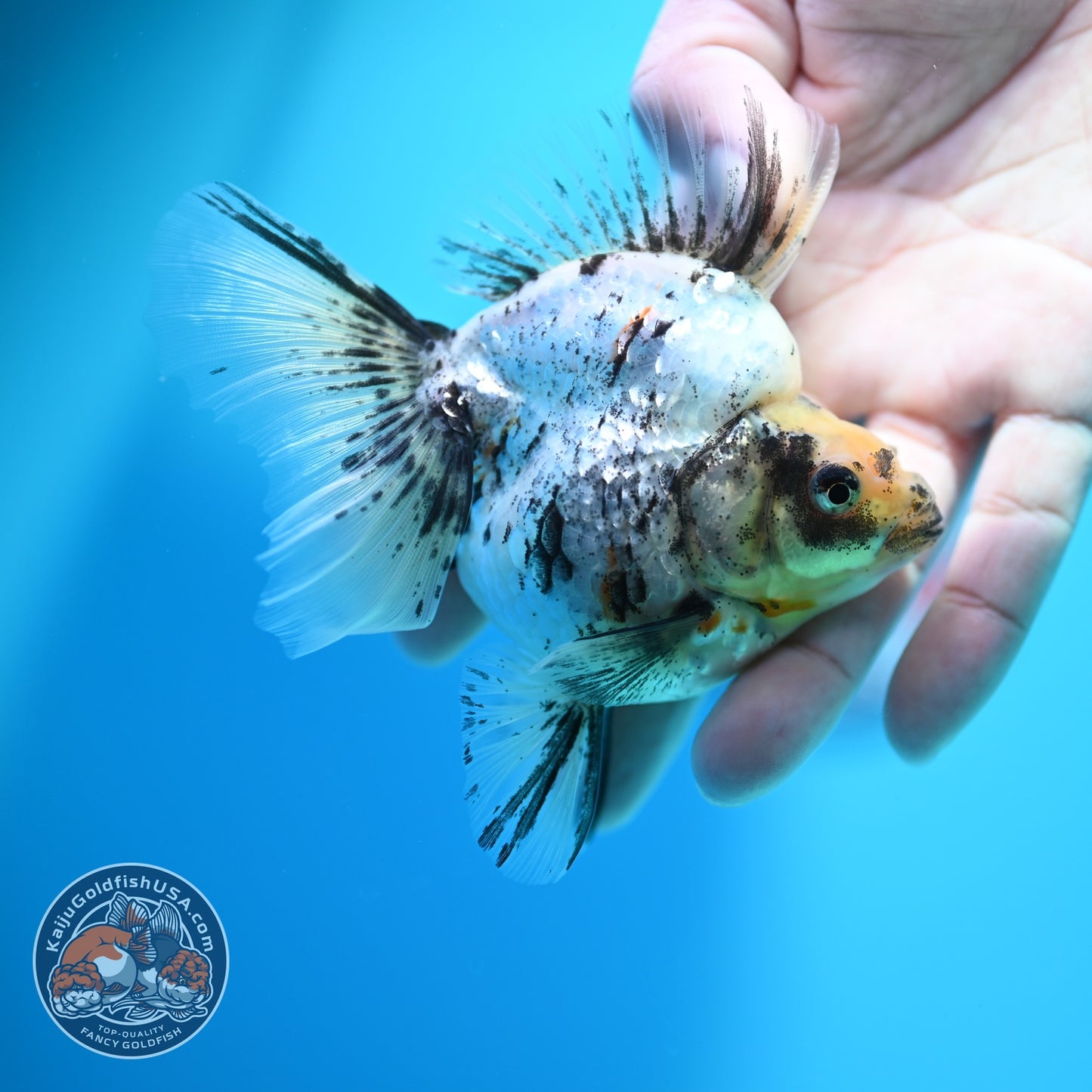 White Tiger Broad Tail Ryukin 3.5 inch Body (260605_RY10)
