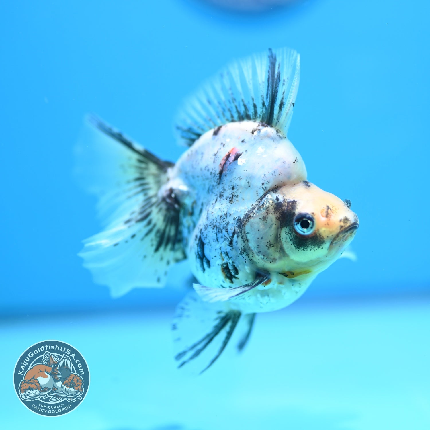 White Tiger Broad Tail Ryukin 3.5 inch Body (260605_RY10)