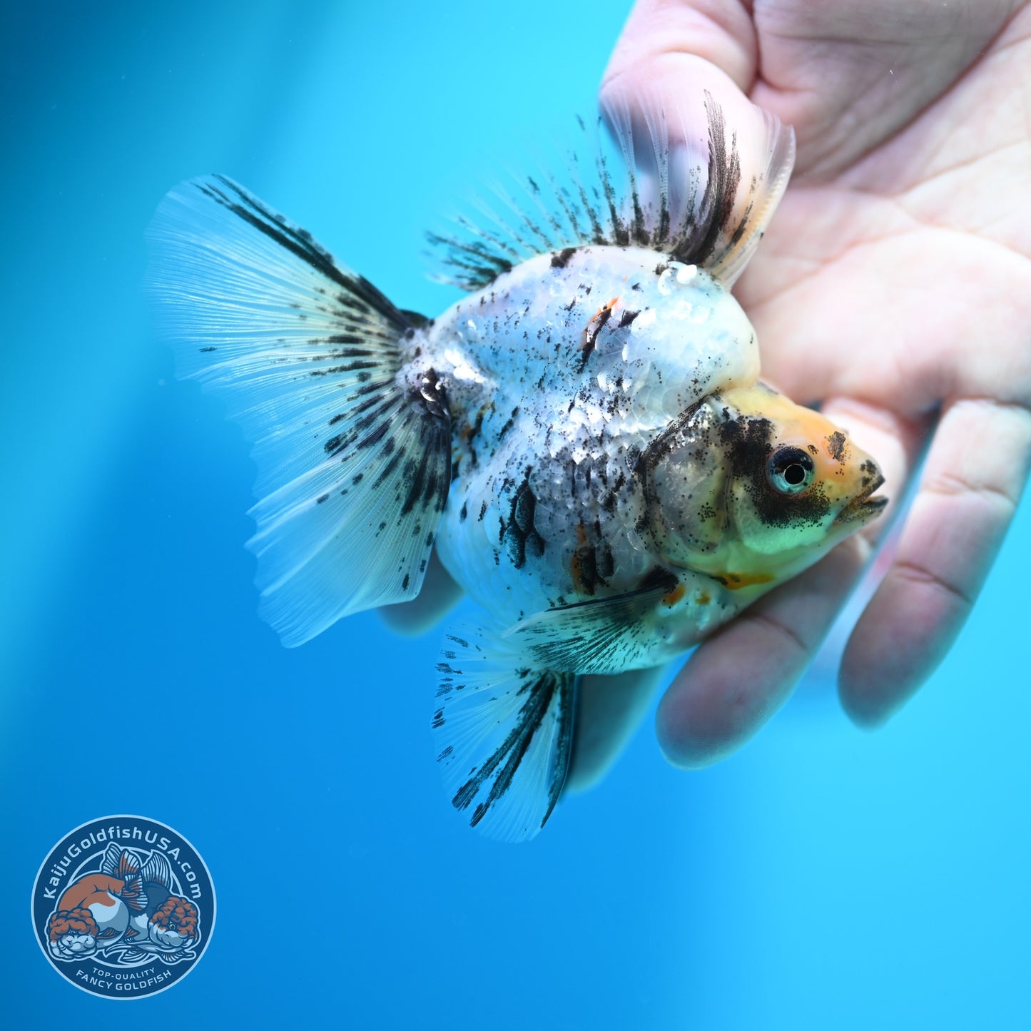 White Tiger Broad Tail Ryukin 3.5 inch Body (260605_RY10)