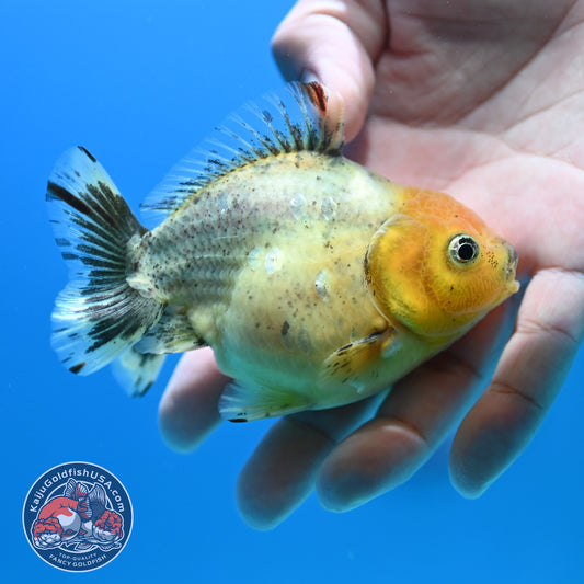 White Tiger Oranda 3 inch Body (260424_OR13)