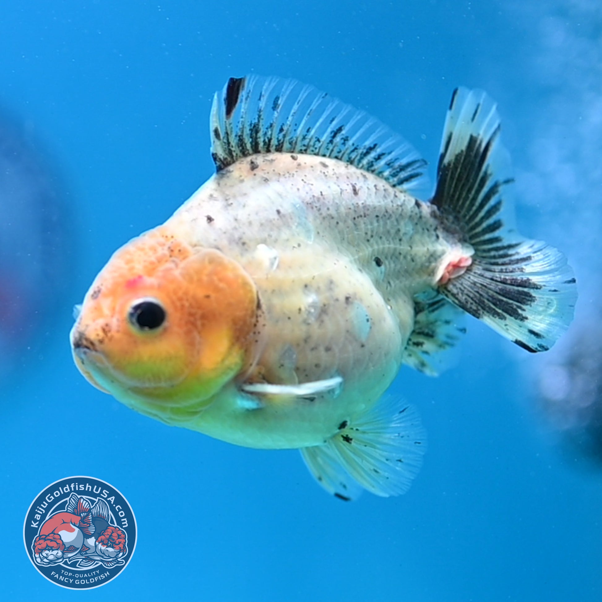White Tiger Oranda 3 inch Body (260424_OR13)