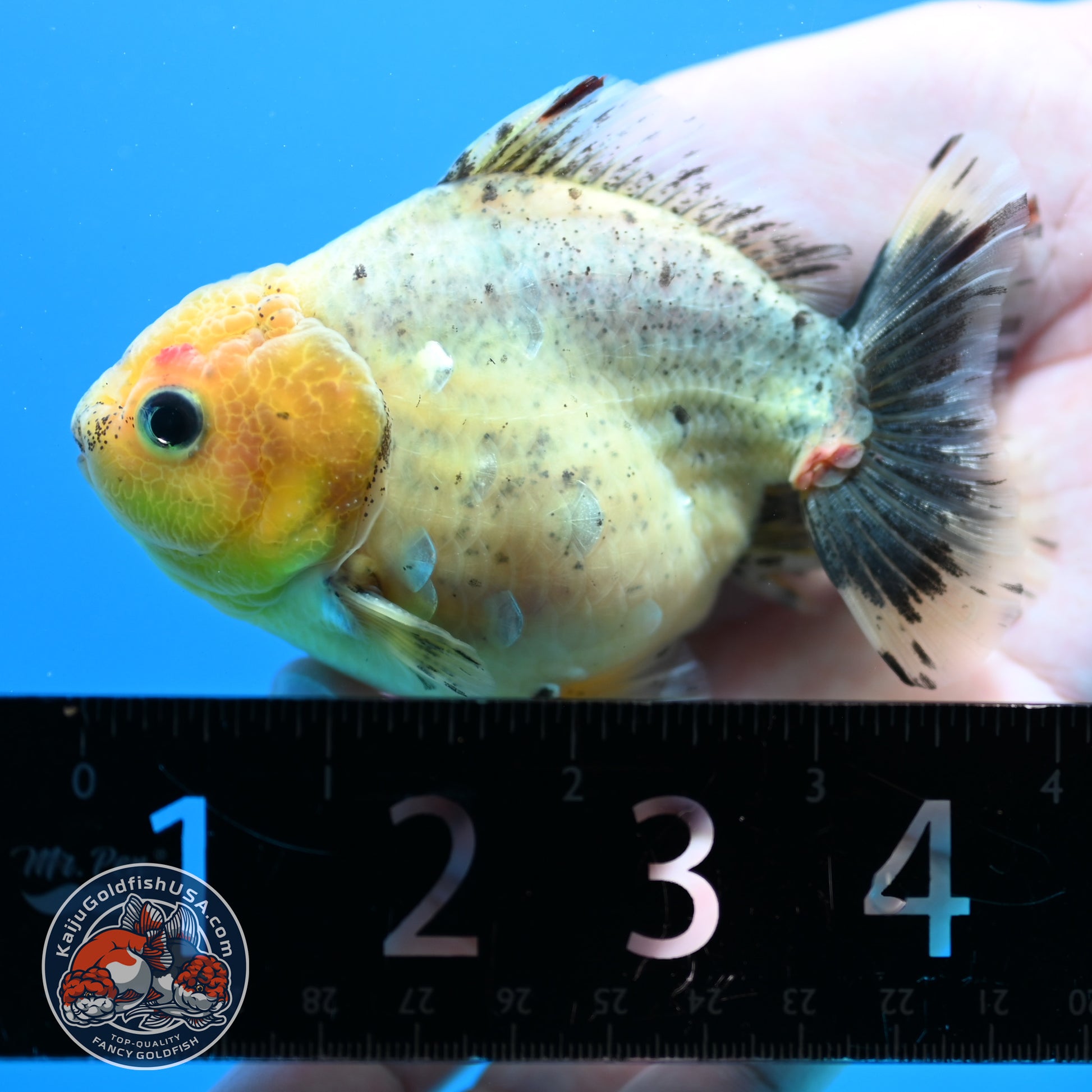 White Tiger Oranda 3 inch Body (260424_OR13)