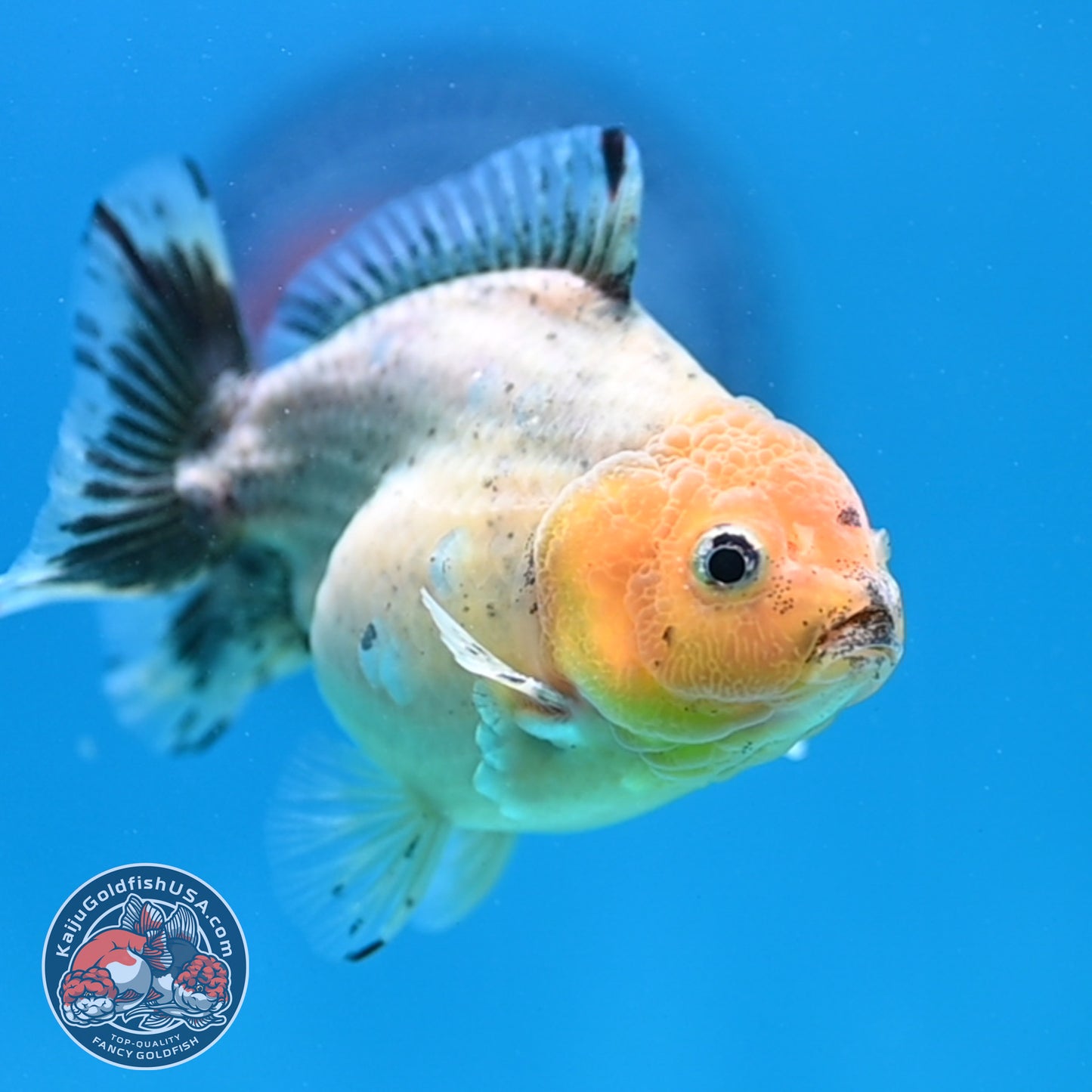 White Tiger Oranda 3 inch Body (260424_OR13)
