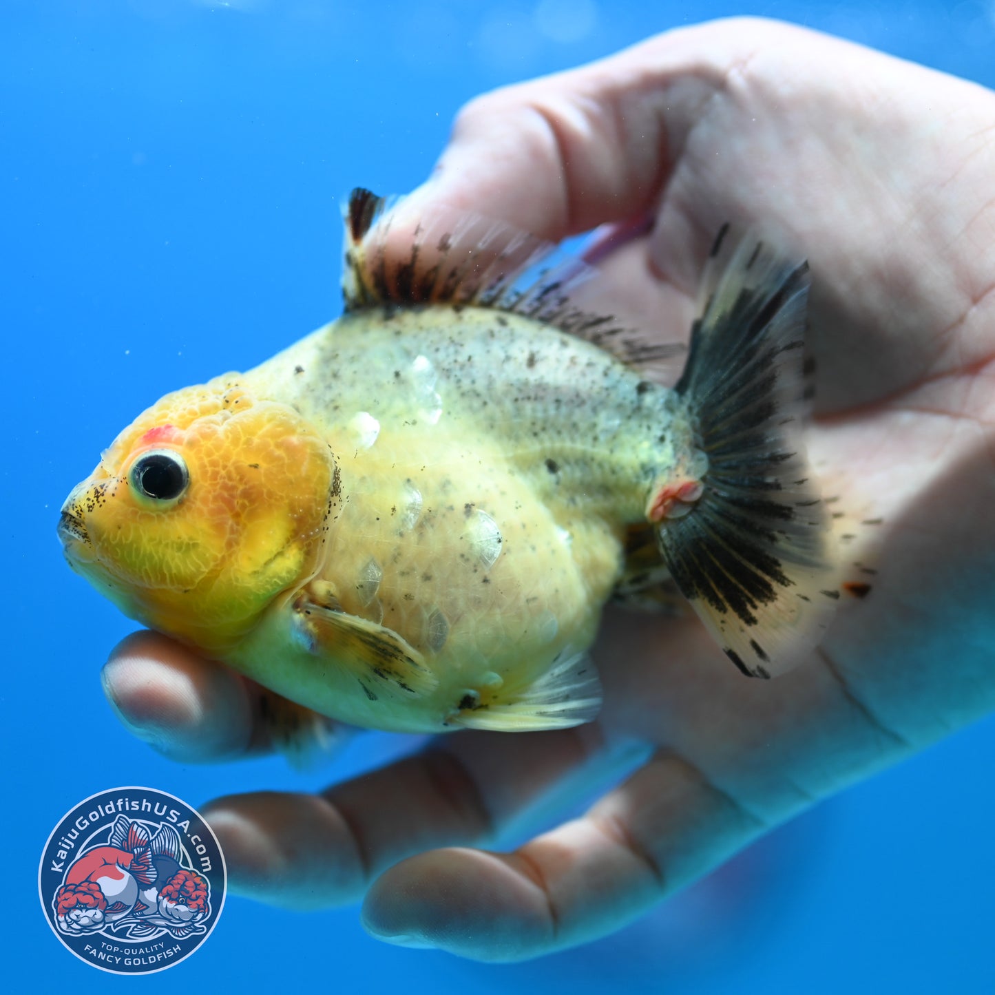 White Tiger Oranda 3 inch Body (260424_OR13)