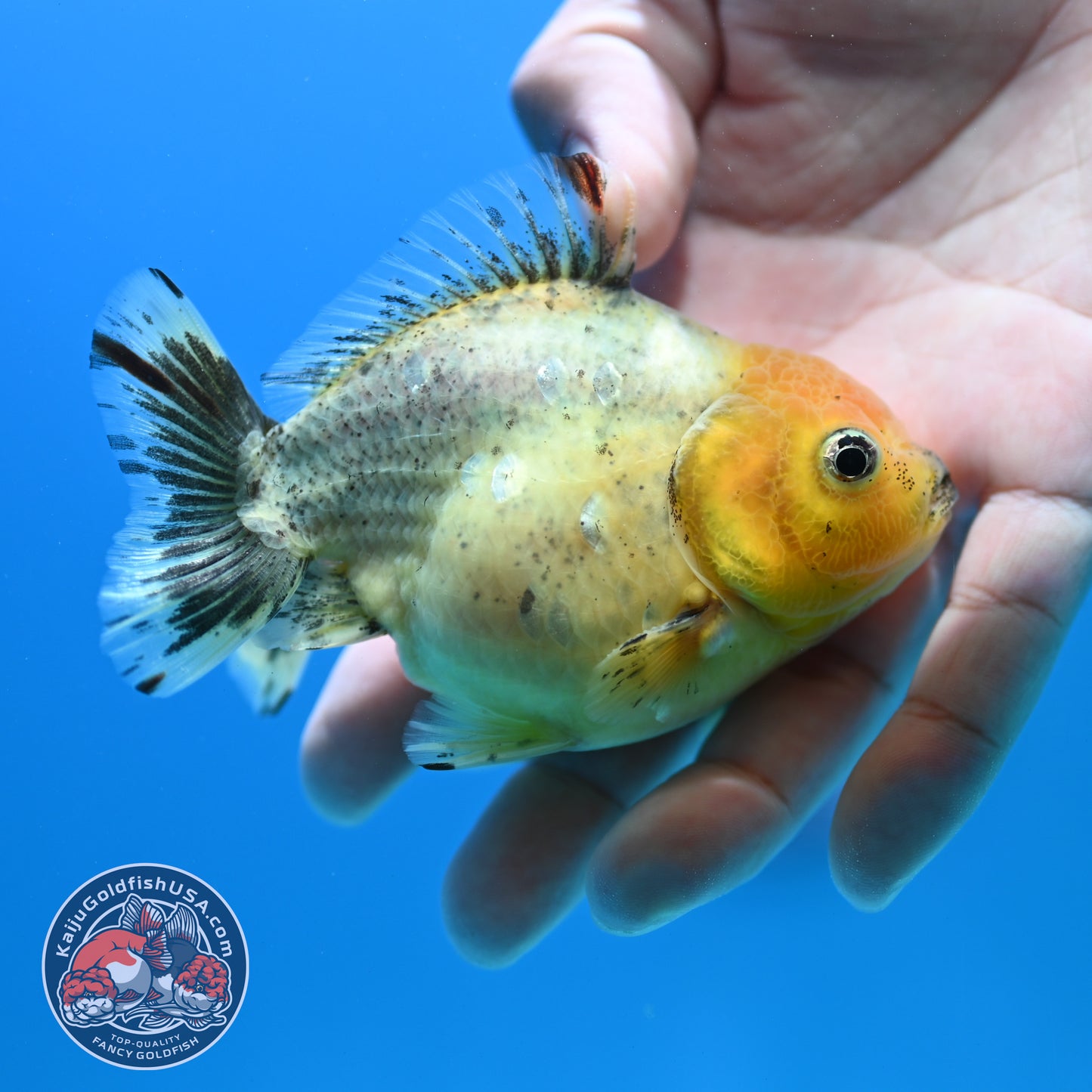 White Tiger Oranda 3 inch Body (260424_OR13)
