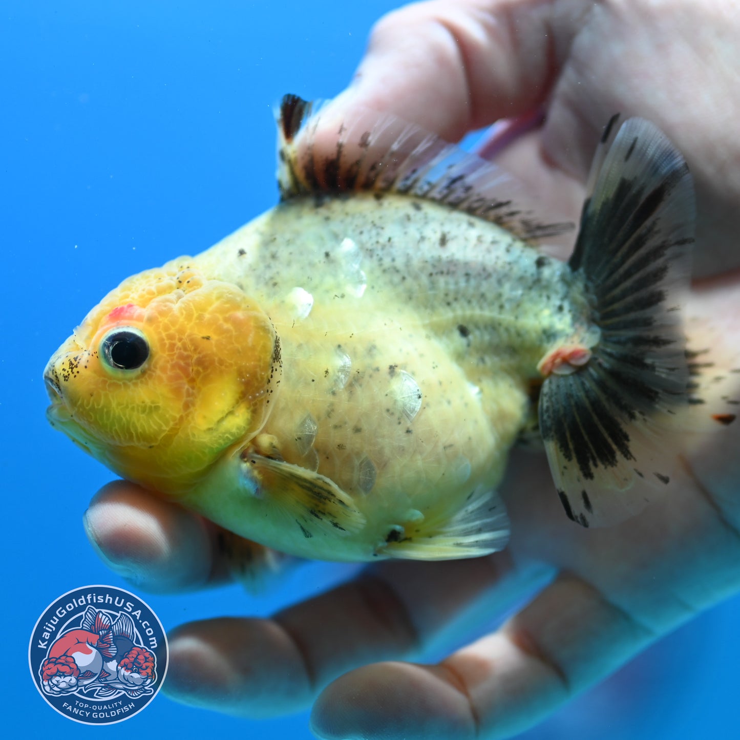 White Tiger Oranda 3 inch Body (260424_OR13)