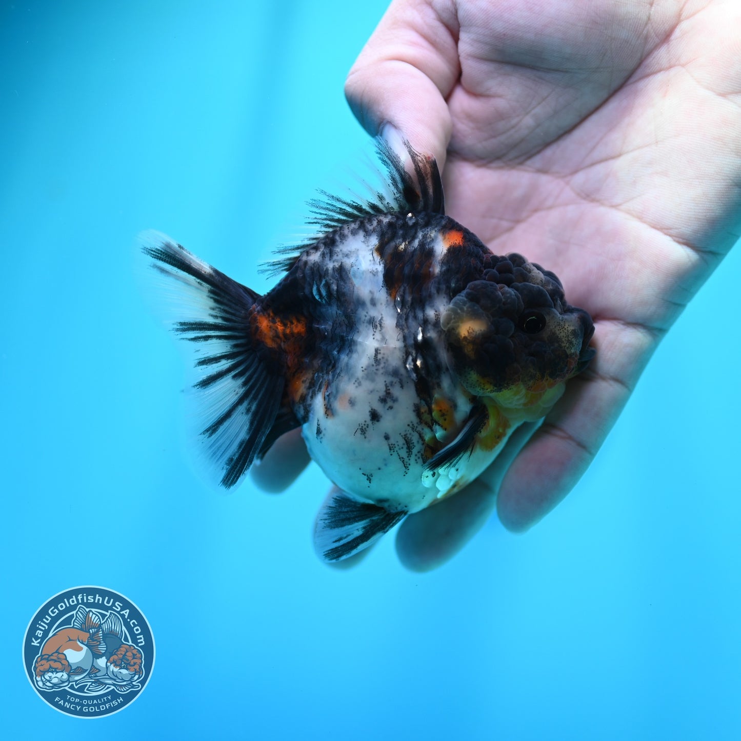 White Tiger Oranda 3 inch Body (260605_OR09)