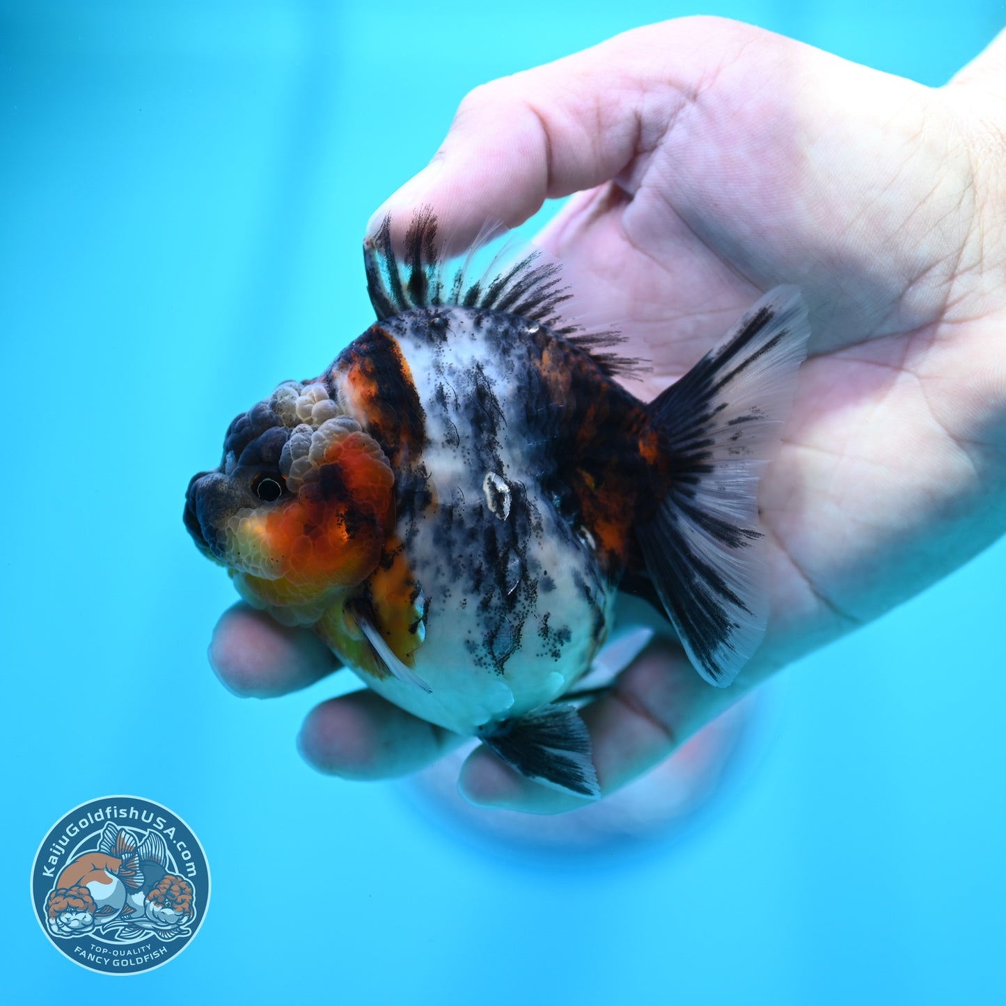 White Tiger Oranda 3 inch Body (260605_OR09)