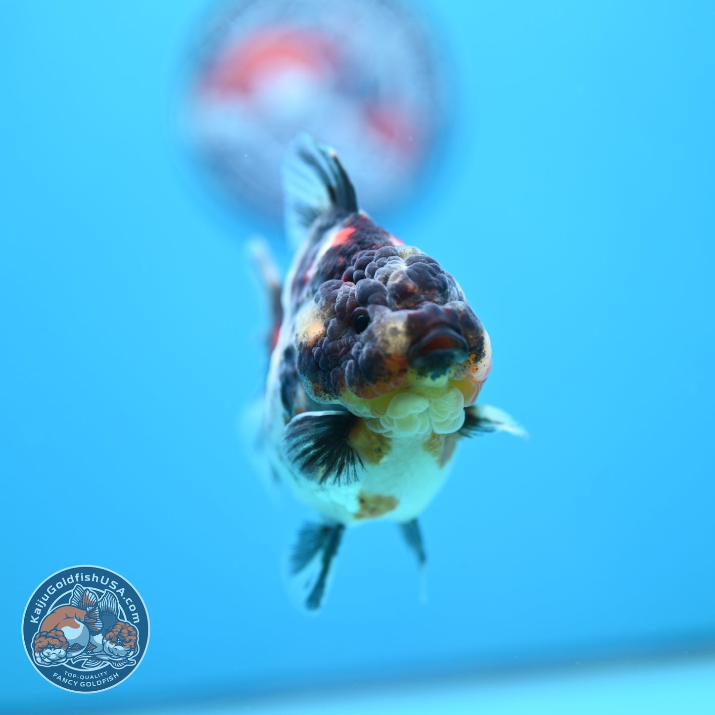White Tiger Oranda 3 inch Body (260605_OR09)